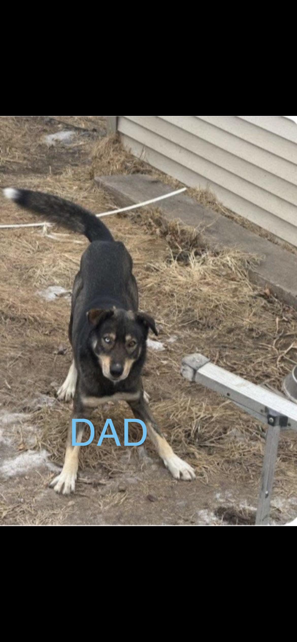 Enlarge Maple, a Adoptable mixed breed in Omaha, NE image 5/6