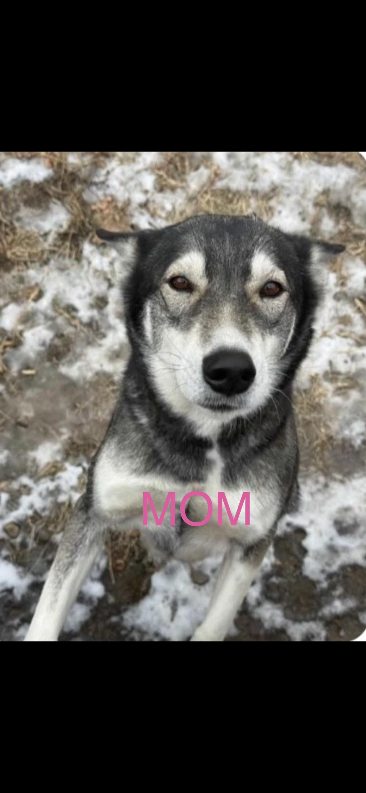 Enlarge Maple, a Adoptable mixed breed in Omaha, NE image 6/6