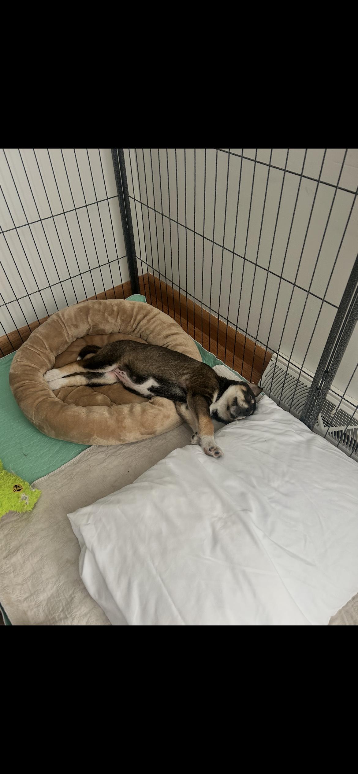 Enlarge Maple, a Adoptable mixed breed in Omaha, NE image 2/6