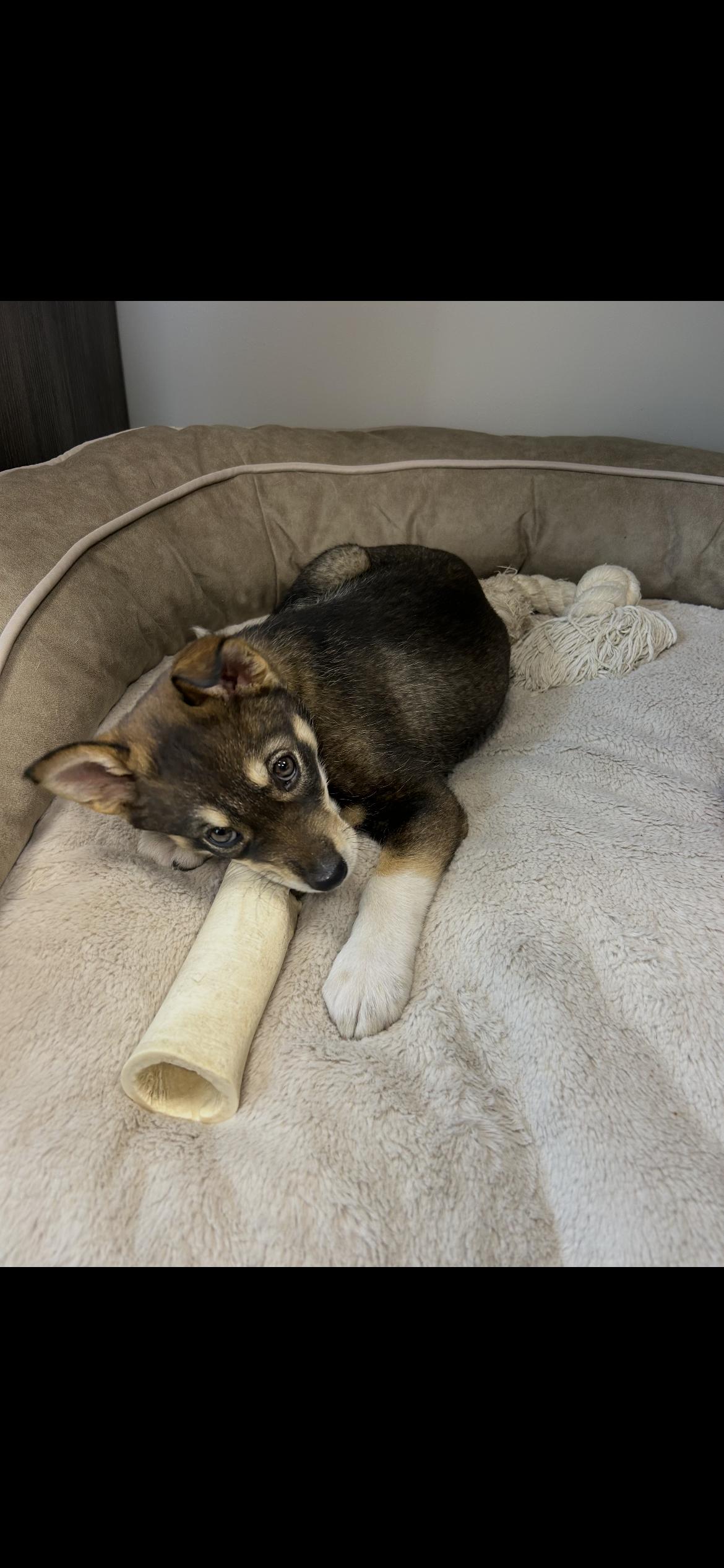 Enlarge Maple, a Adoptable mixed breed in Omaha, NE image 4/6