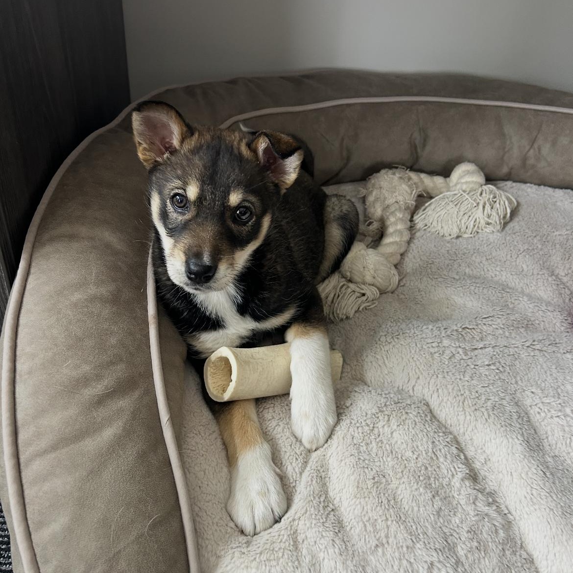 Maple, Adoptable, Puppy Female Husky & Shepherd.