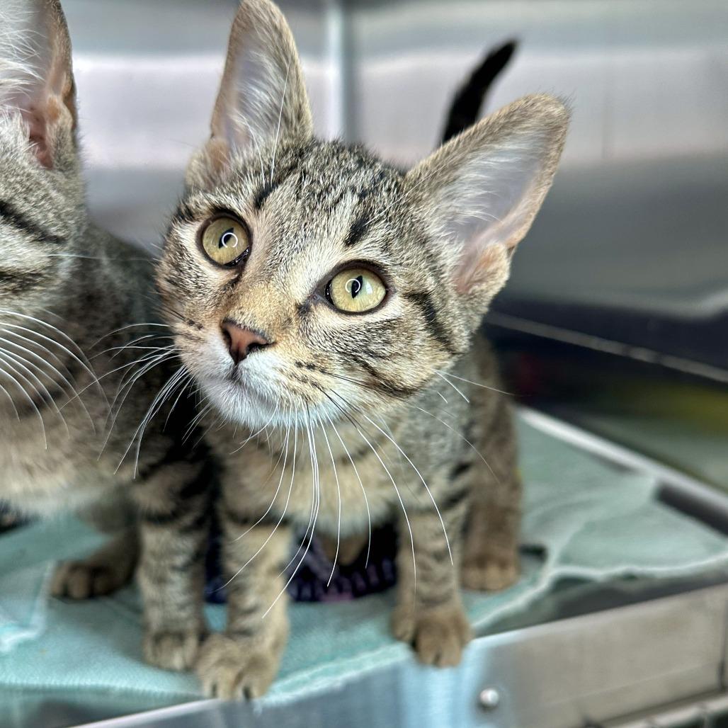Enlarge Irreplaceable, a Adoptable Domestic Short Hair in Matteson, IL image 1/1