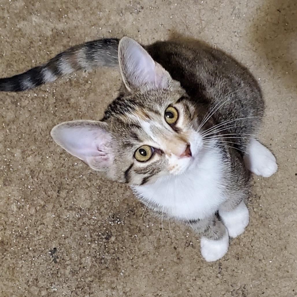 Enlarge Sugar Cane, a Adoptable Domestic Short Hair in Columbia, MO image 1/1
