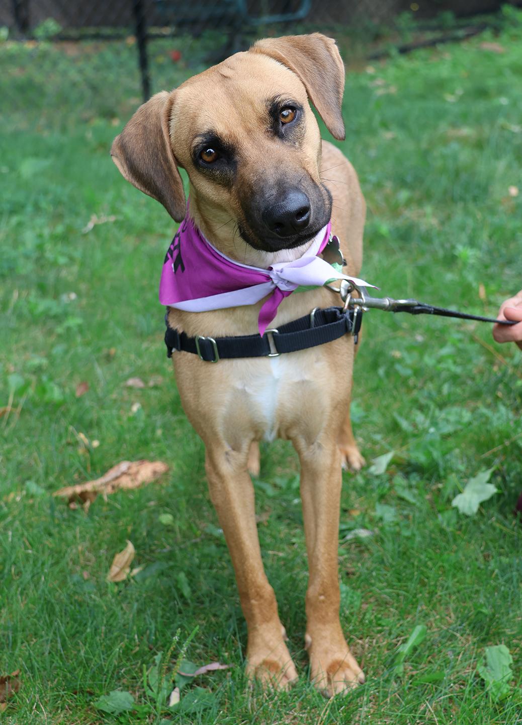 Kim, a ADOPTABLE mixed breed in Harrison, NY image 2/6