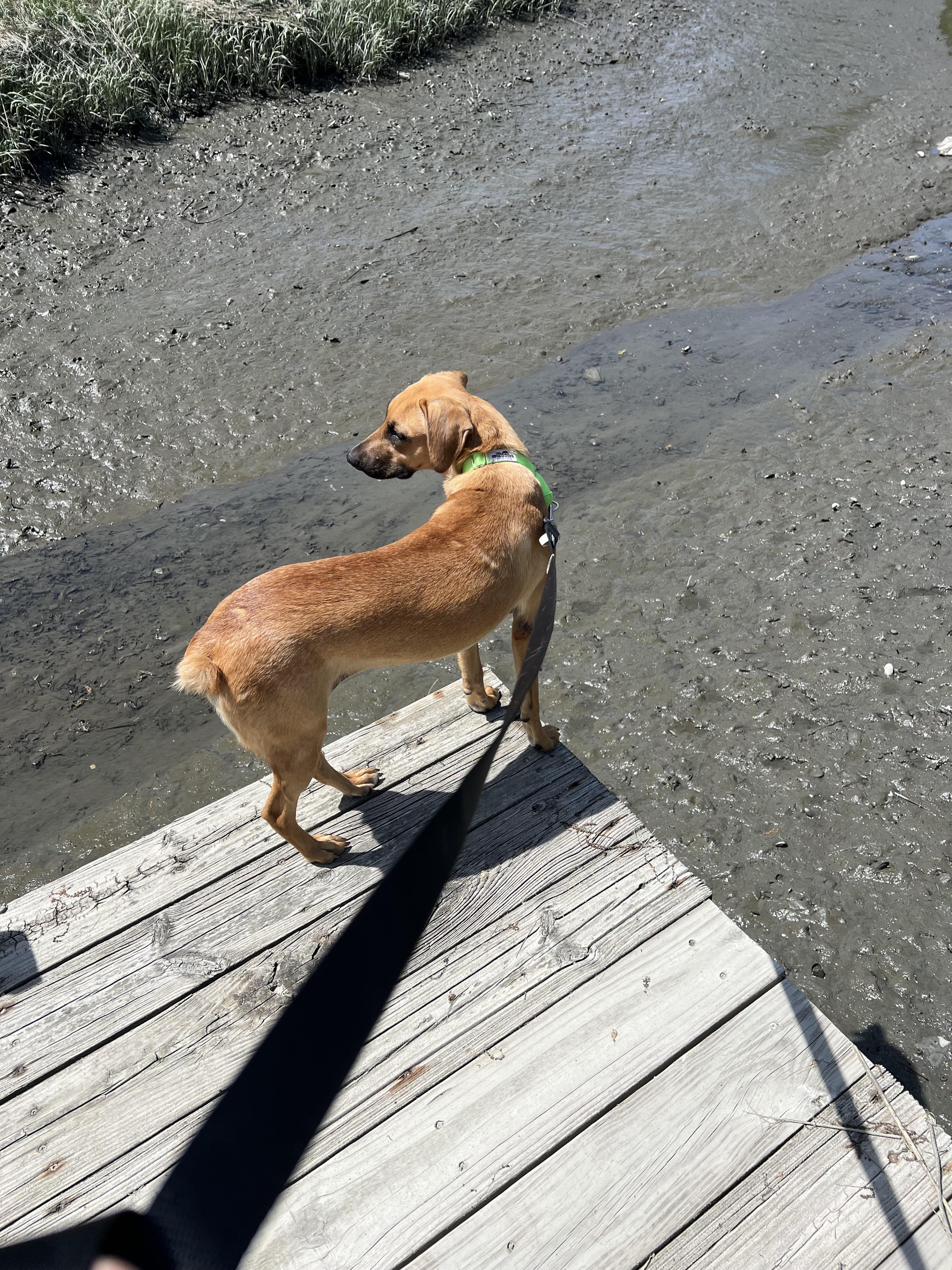 Enlarge Kim, a ADOPTABLE mixed breed in Harrison, NY image 5/6