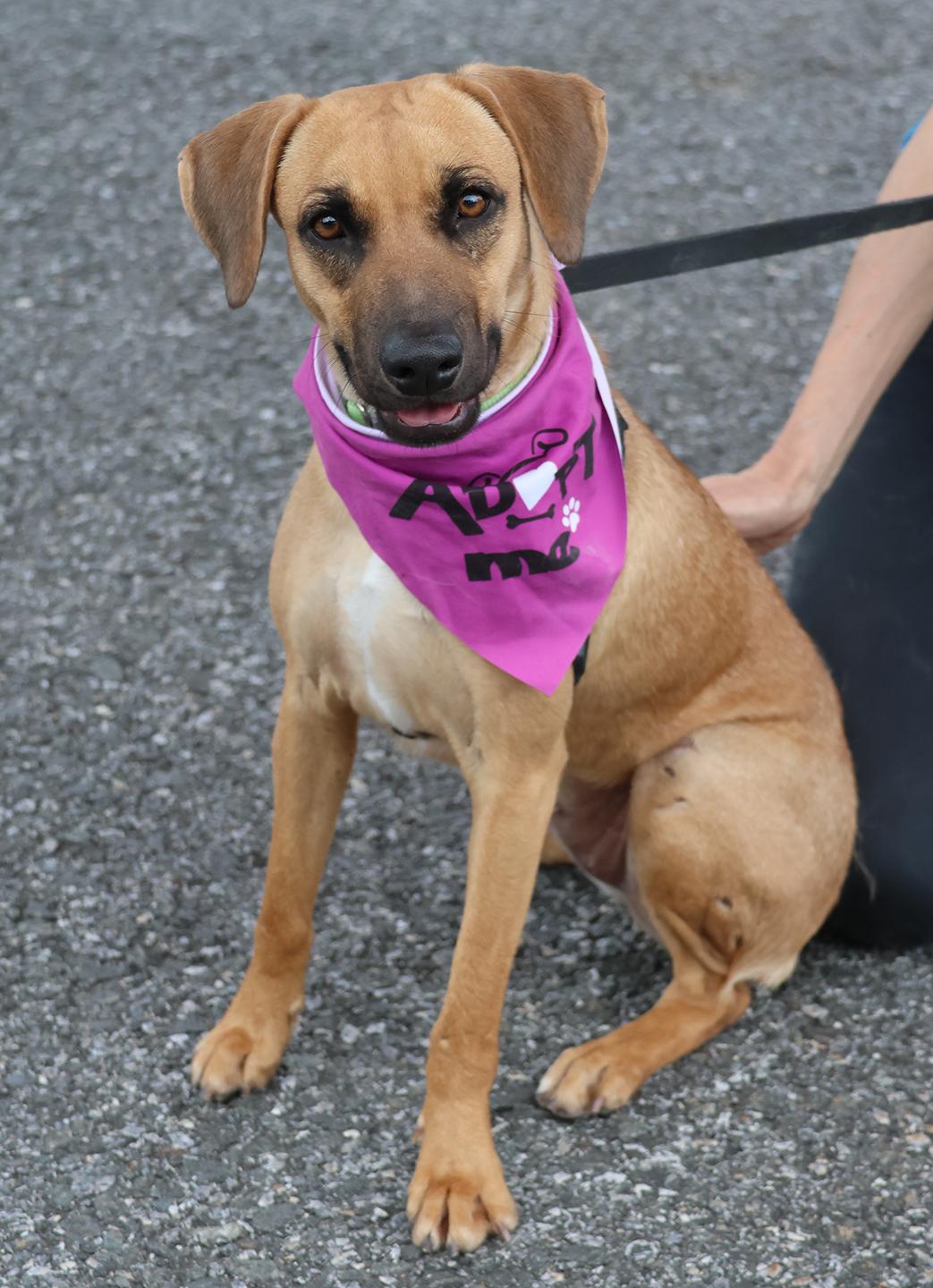 Kim, ADOPTABLE, Young Female Hound.