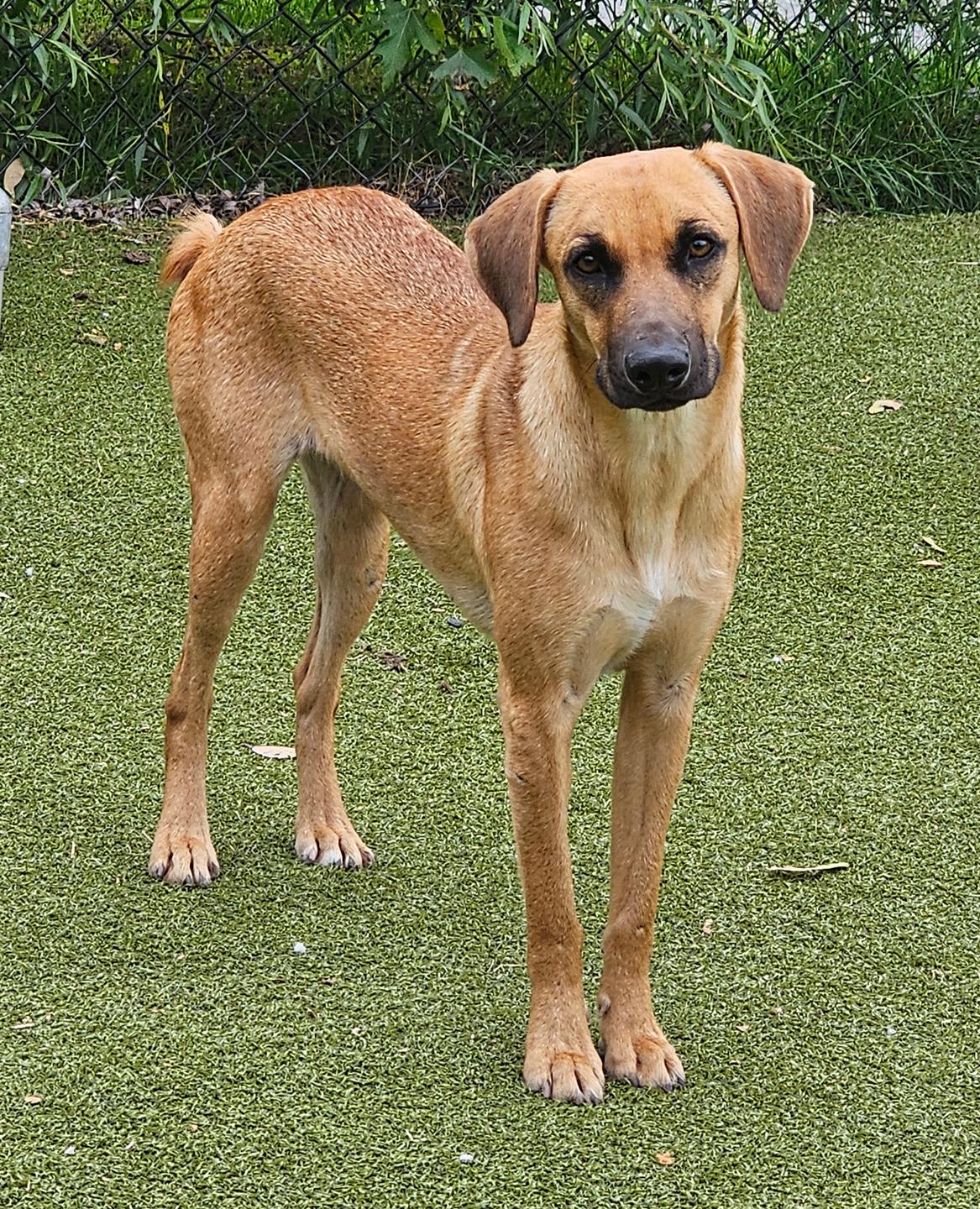Enlarge Kim, a ADOPTABLE mixed breed in Harrison, NY image 2/6