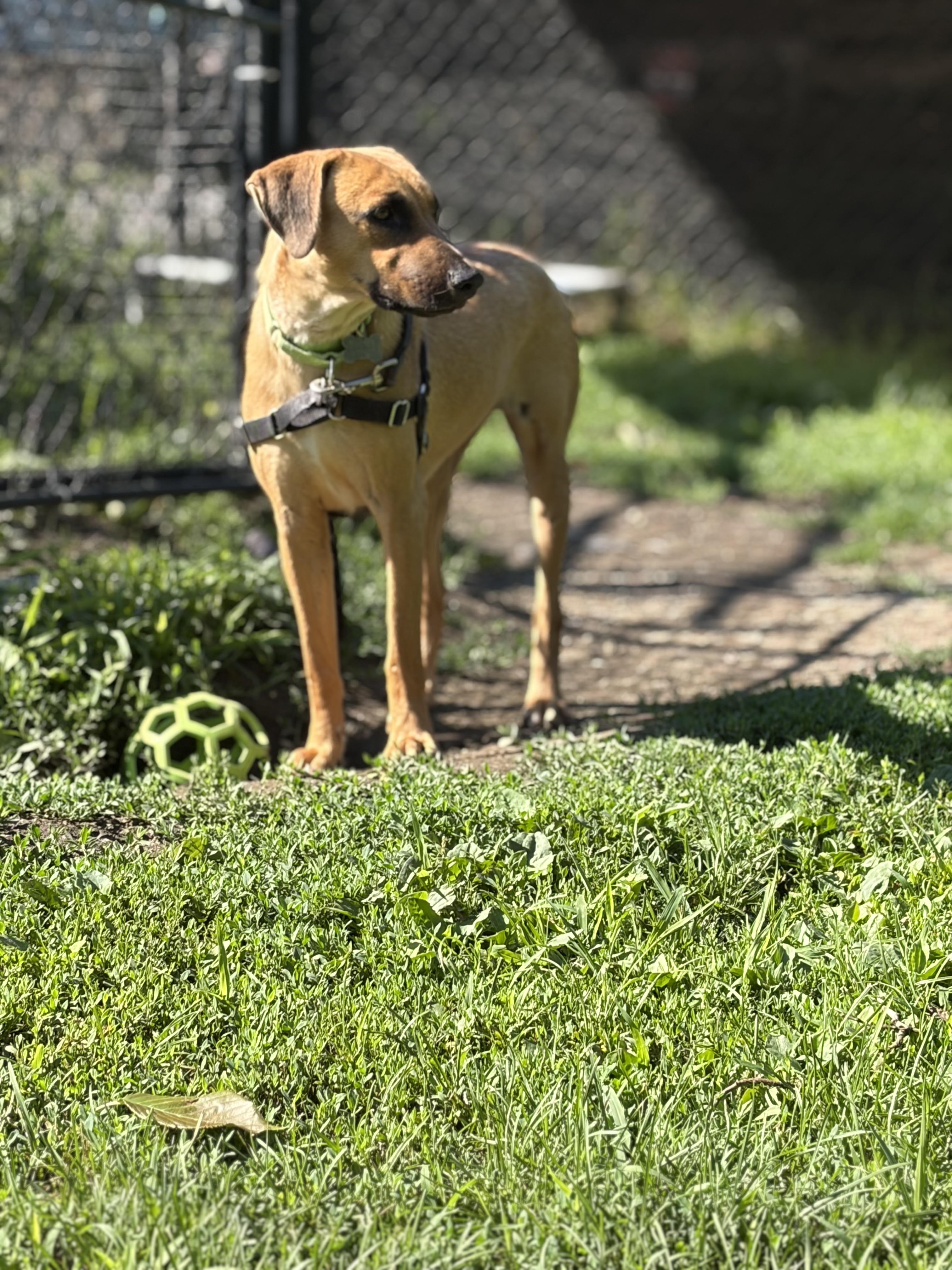 Enlarge Kim, a ADOPTABLE mixed breed in Harrison, NY image 2/6