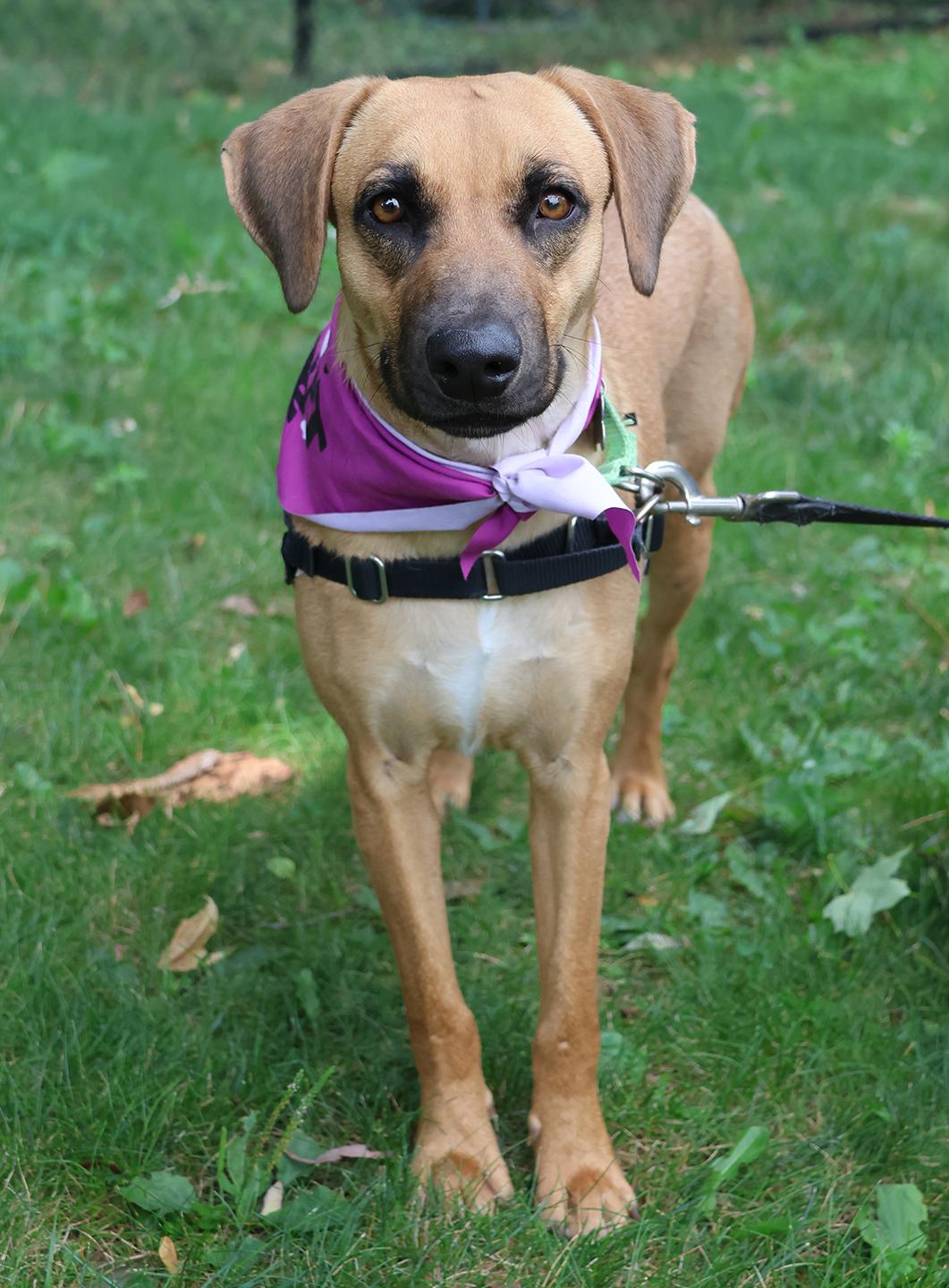 Kim, a ADOPTABLE mixed breed in Harrison, NY image 4/6