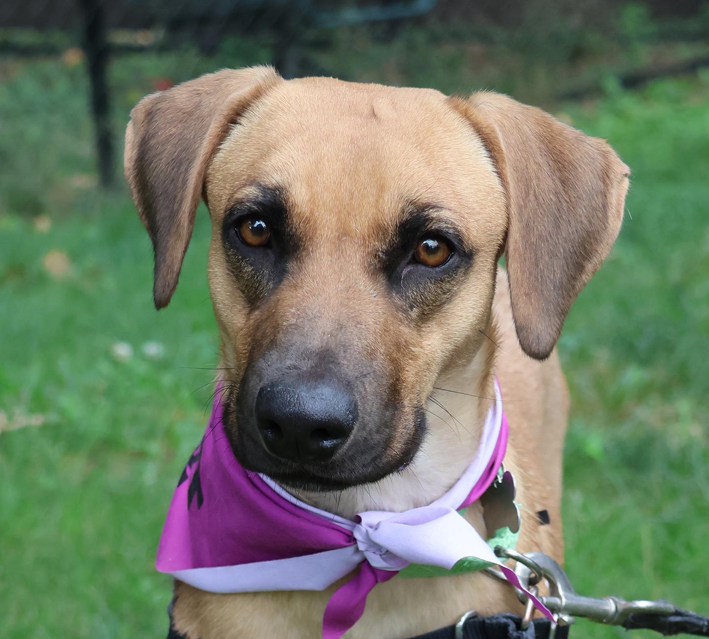Kim, a ADOPTABLE mixed breed in Harrison, NY image 3/6