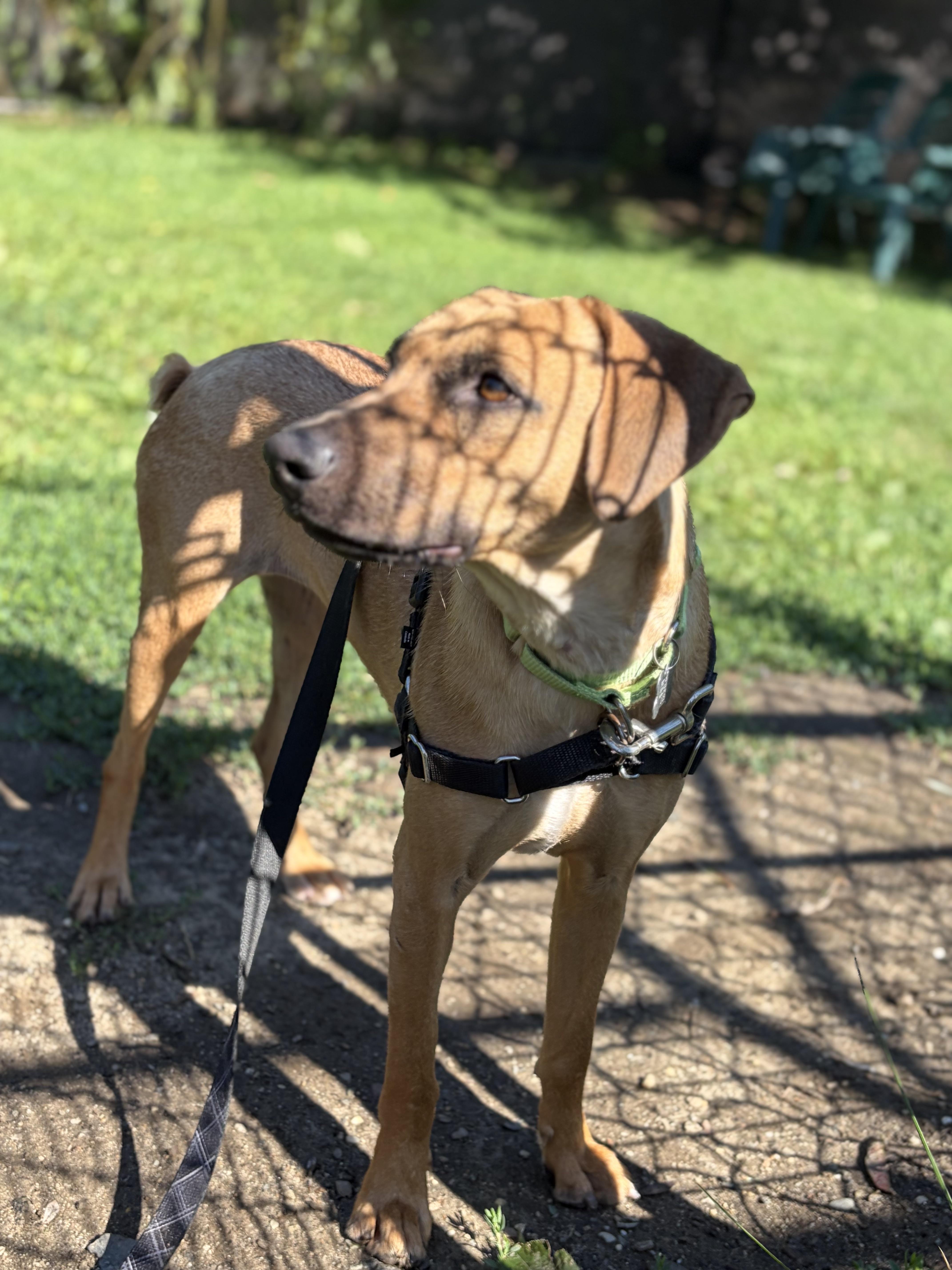 Enlarge Kim, a ADOPTABLE mixed breed in Harrison, NY image 1/6