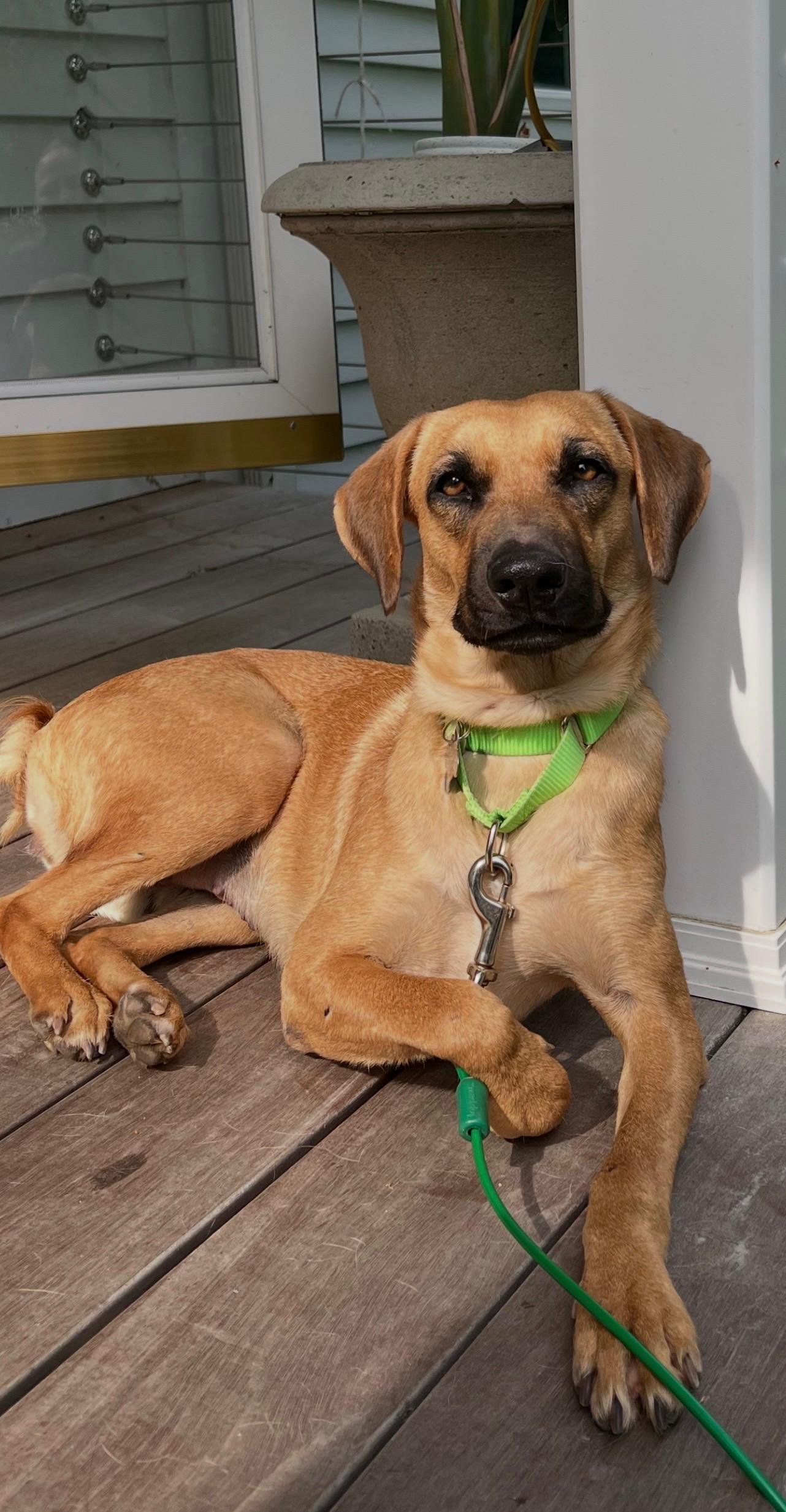 Enlarge Kim, a ADOPTABLE mixed breed in Harrison, NY image 6/6