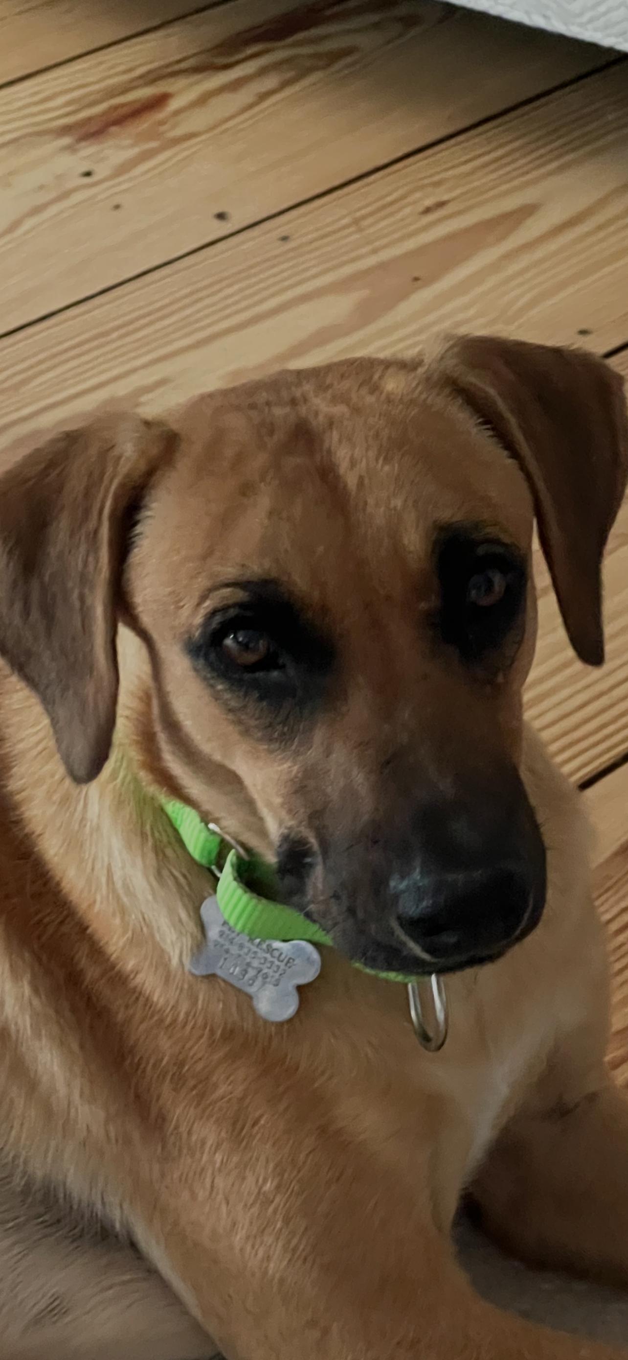 Enlarge Kim, a ADOPTABLE mixed breed in Harrison, NY image 4/6