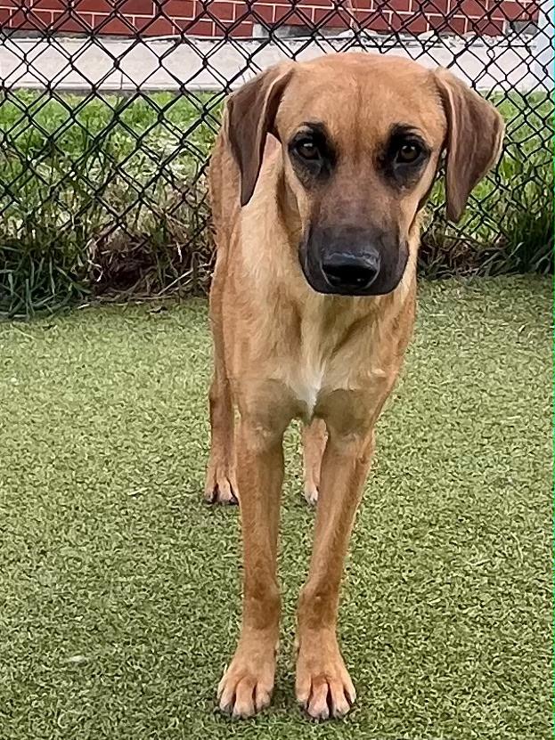 Enlarge Kim, a ADOPTABLE mixed breed in Harrison, NY image 3/6