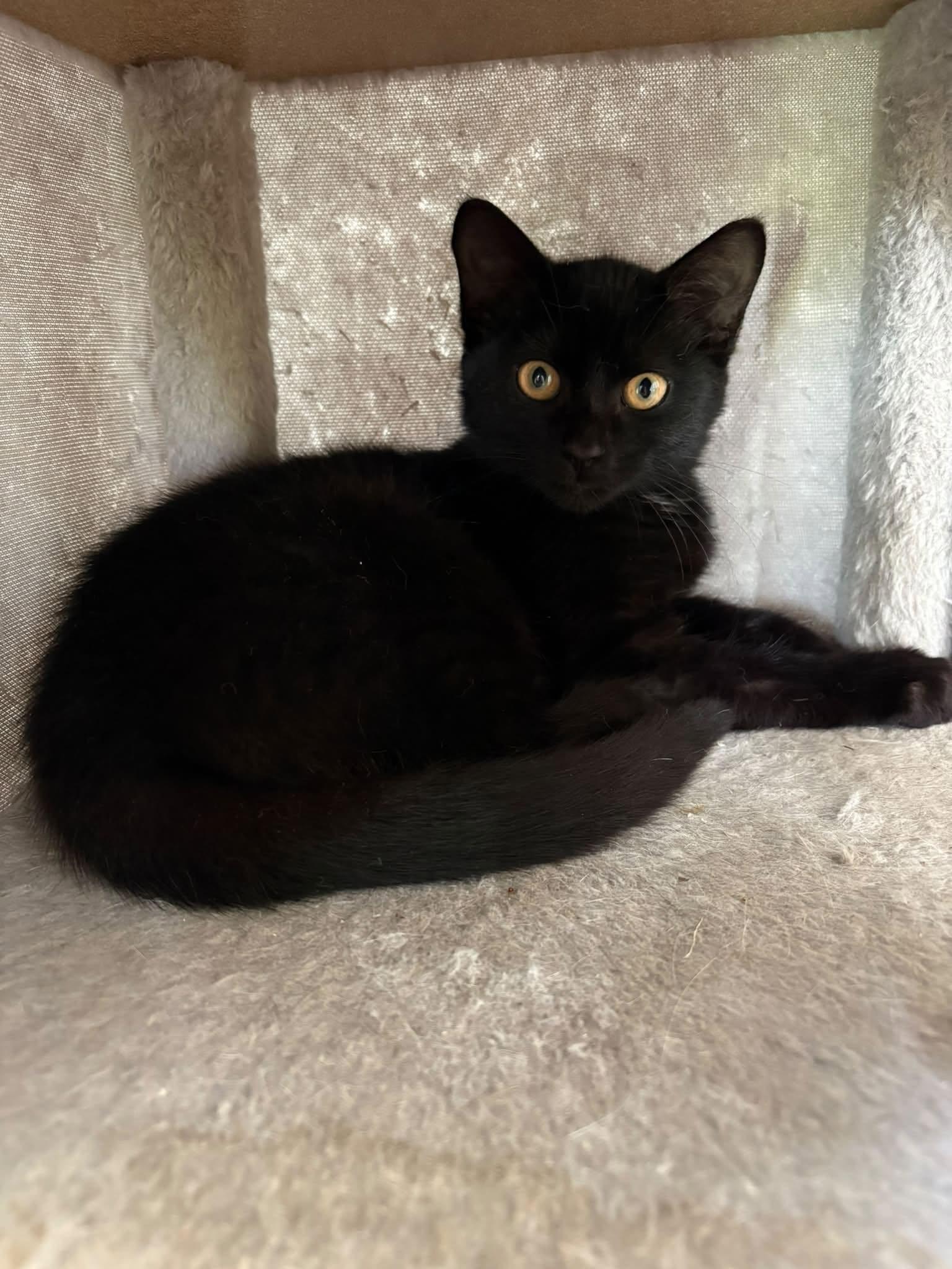 Scarlett, Adoptable, Young Female Domestic Short Hair.