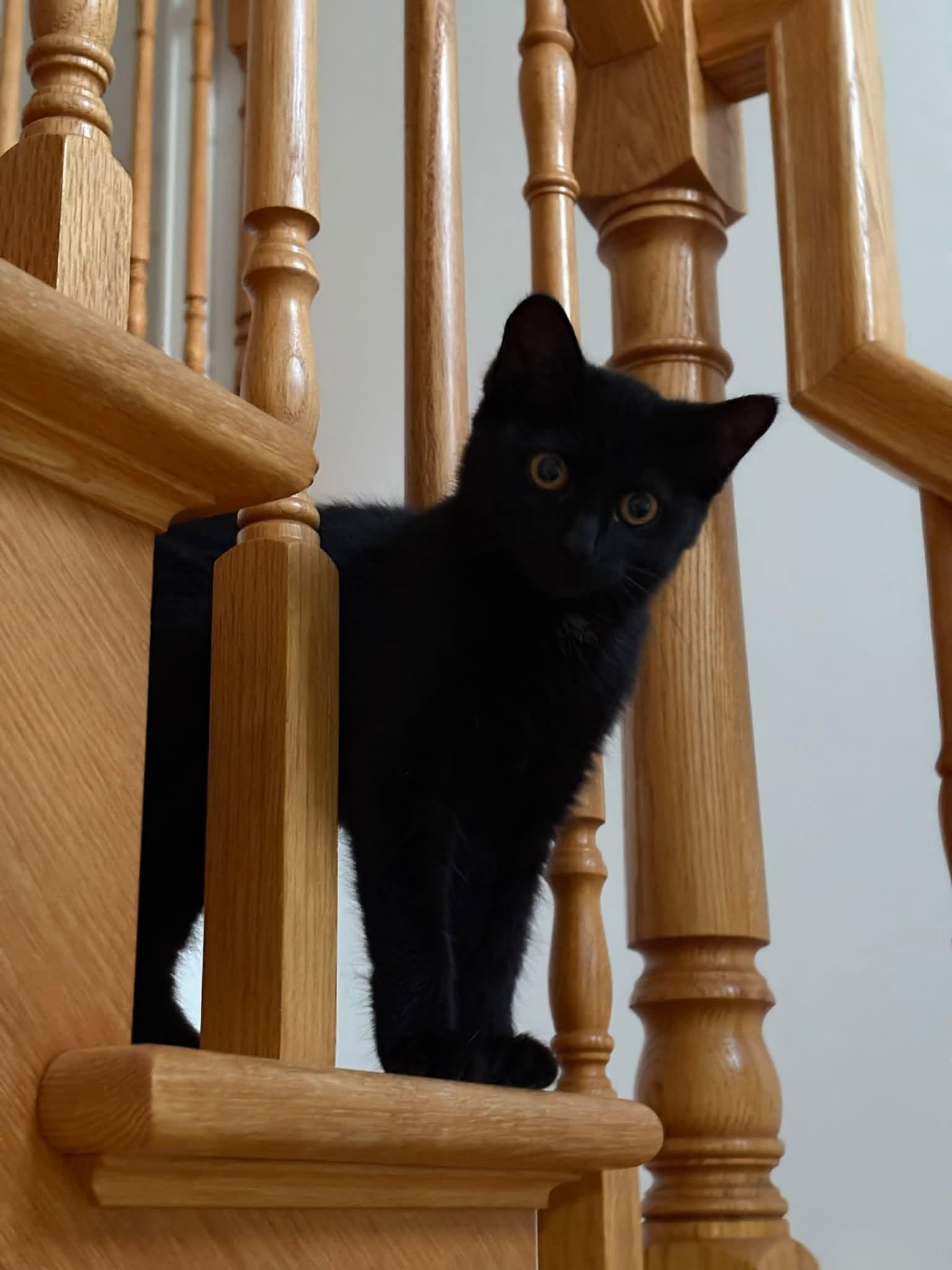 Enlarge Scarlett, a Adoptable Domestic Short Hair in Orleans, ON image 2/3