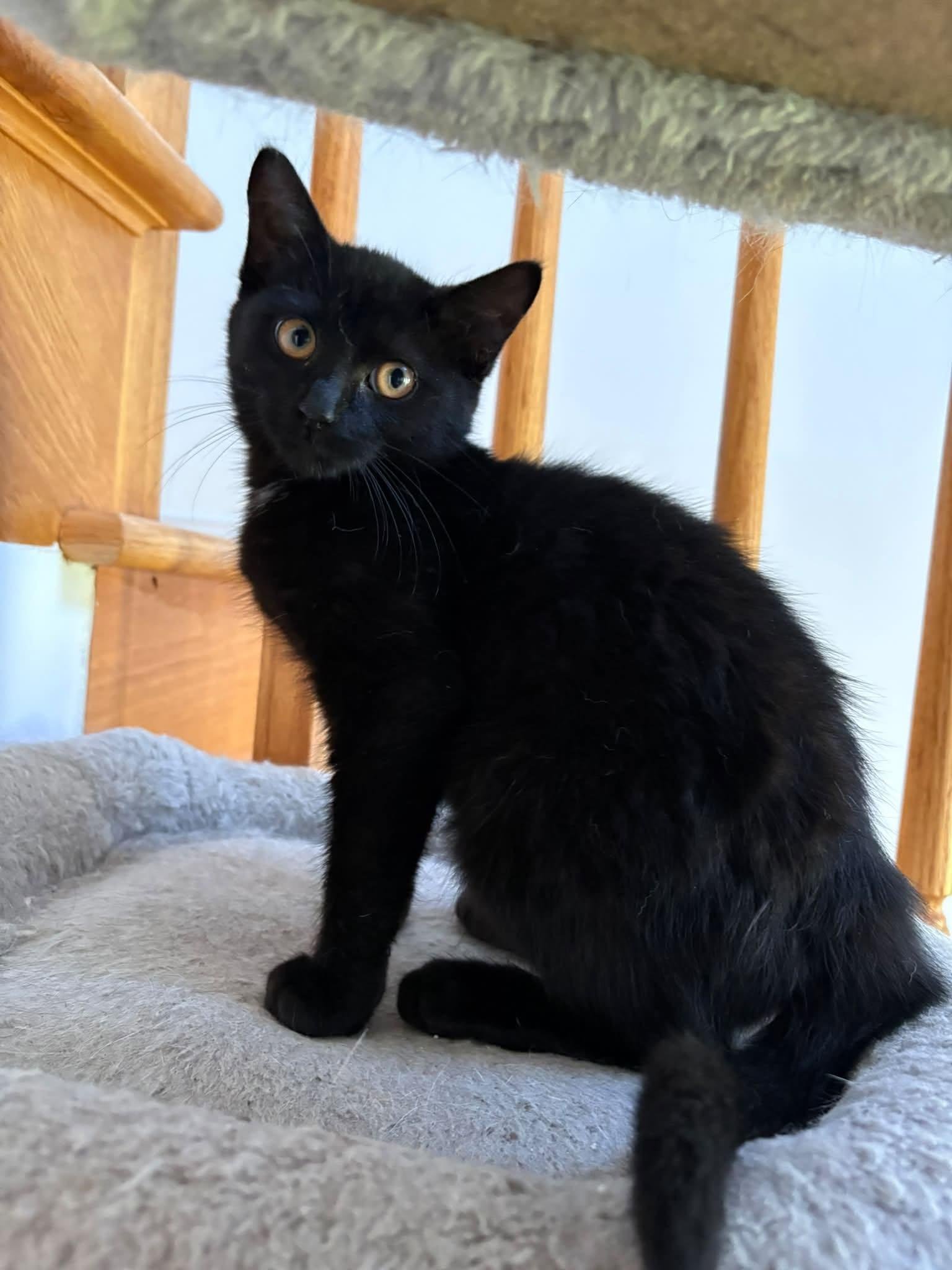 Enlarge Scarlett, a Adoptable Domestic Short Hair in Orleans, ON image 3/3