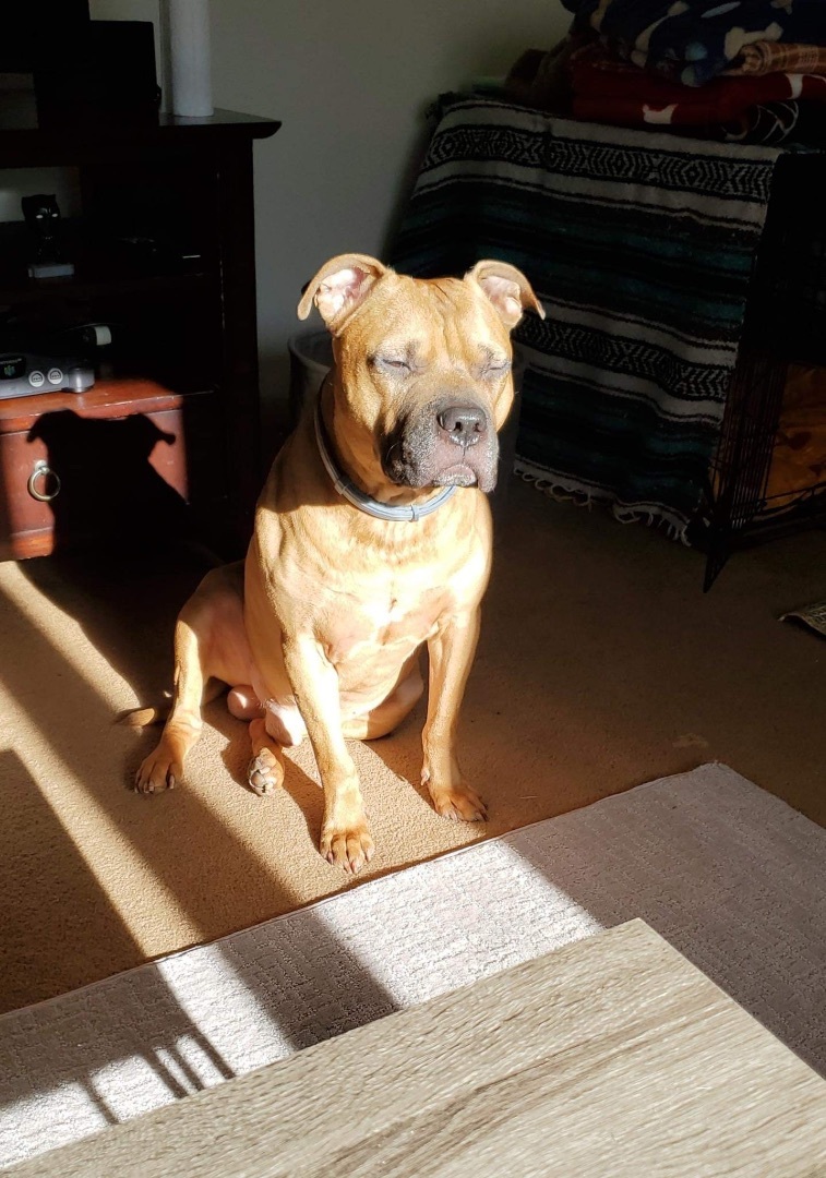 Enlarge Chip, a Adoptable mixed breed in North Syracuse, NY image 1/6