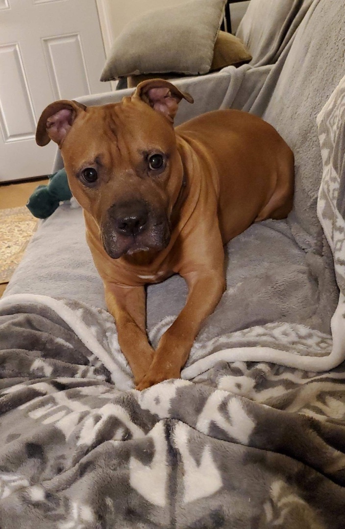 Enlarge Chip, a Adoptable mixed breed in North Syracuse, NY image 2/6