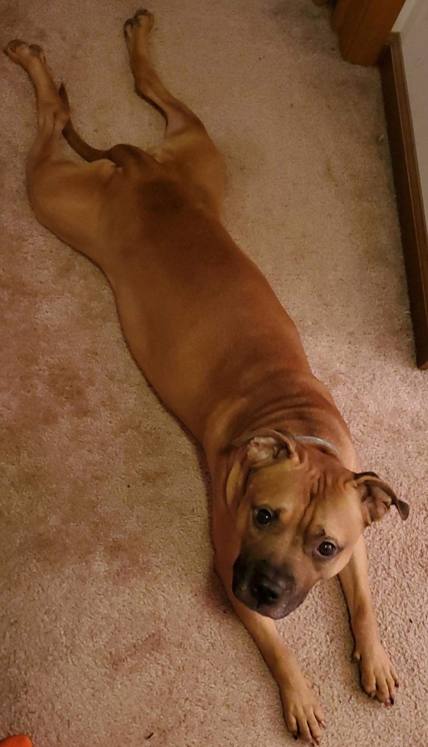 Enlarge Chip, a Adoptable mixed breed in North Syracuse, NY image 3/6