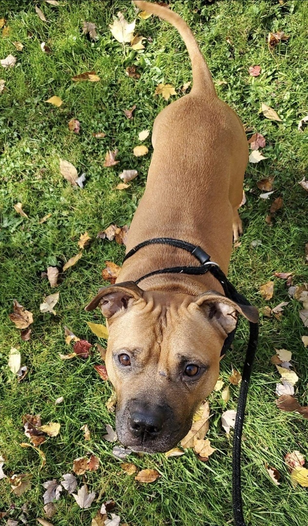 Enlarge Chip, a Adoptable mixed breed in North Syracuse, NY image 4/6