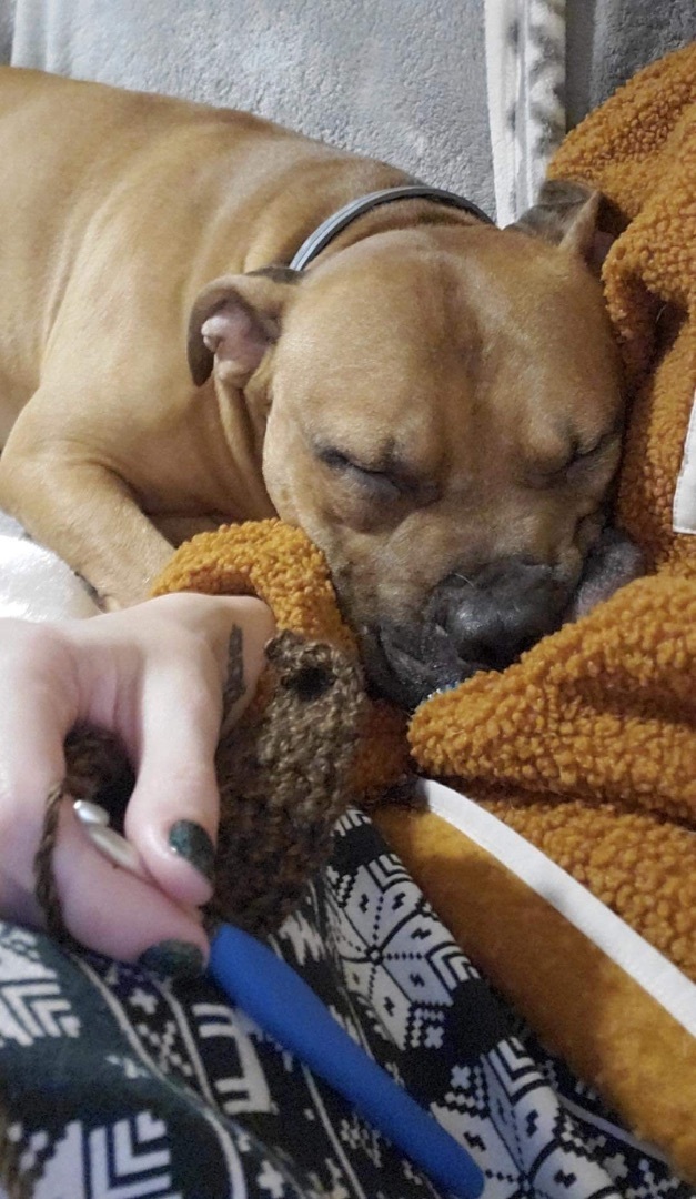 Enlarge Chip, a Adoptable mixed breed in North Syracuse, NY image 5/6