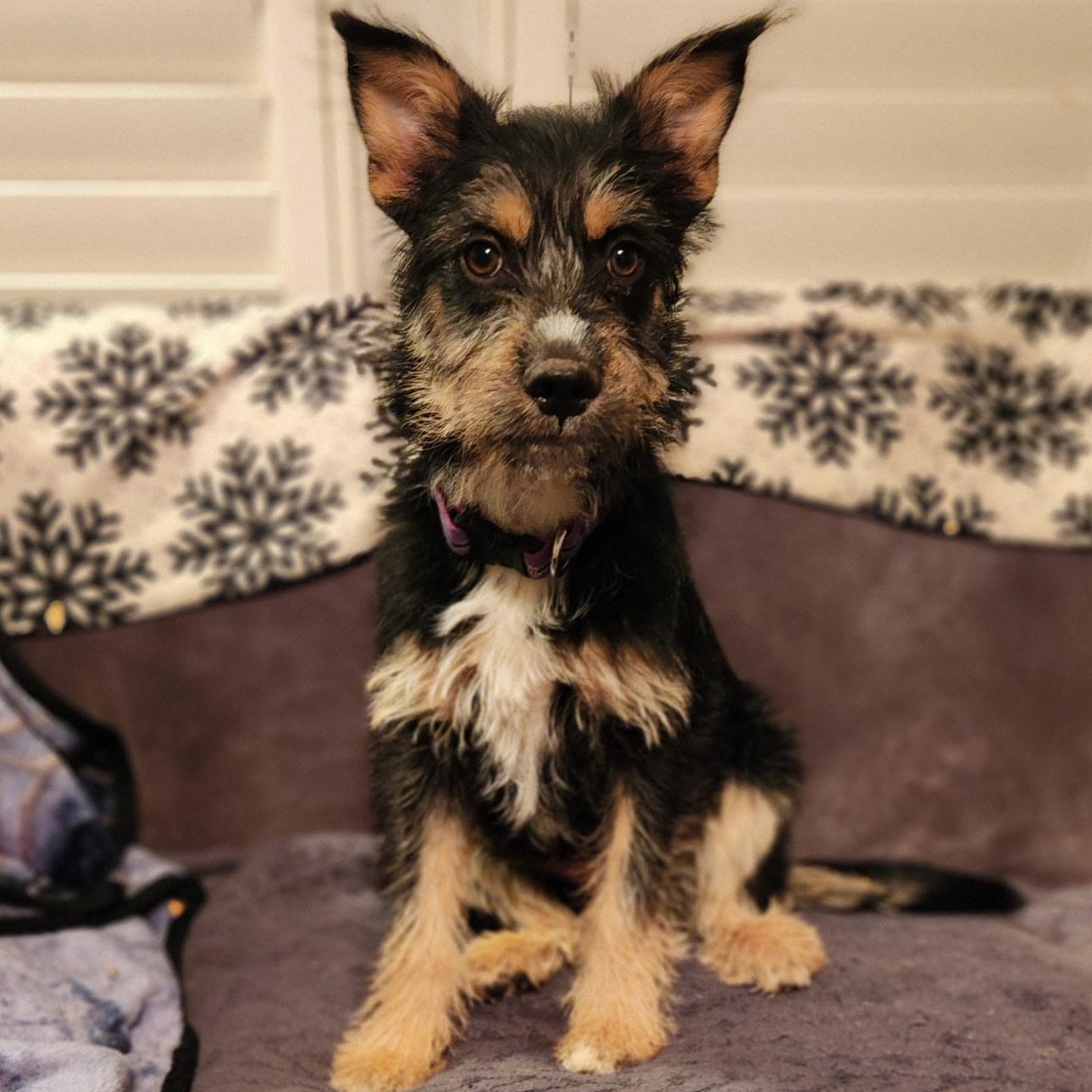 Janet, an adoptable mixed breed in McHenry, IL image 4/4