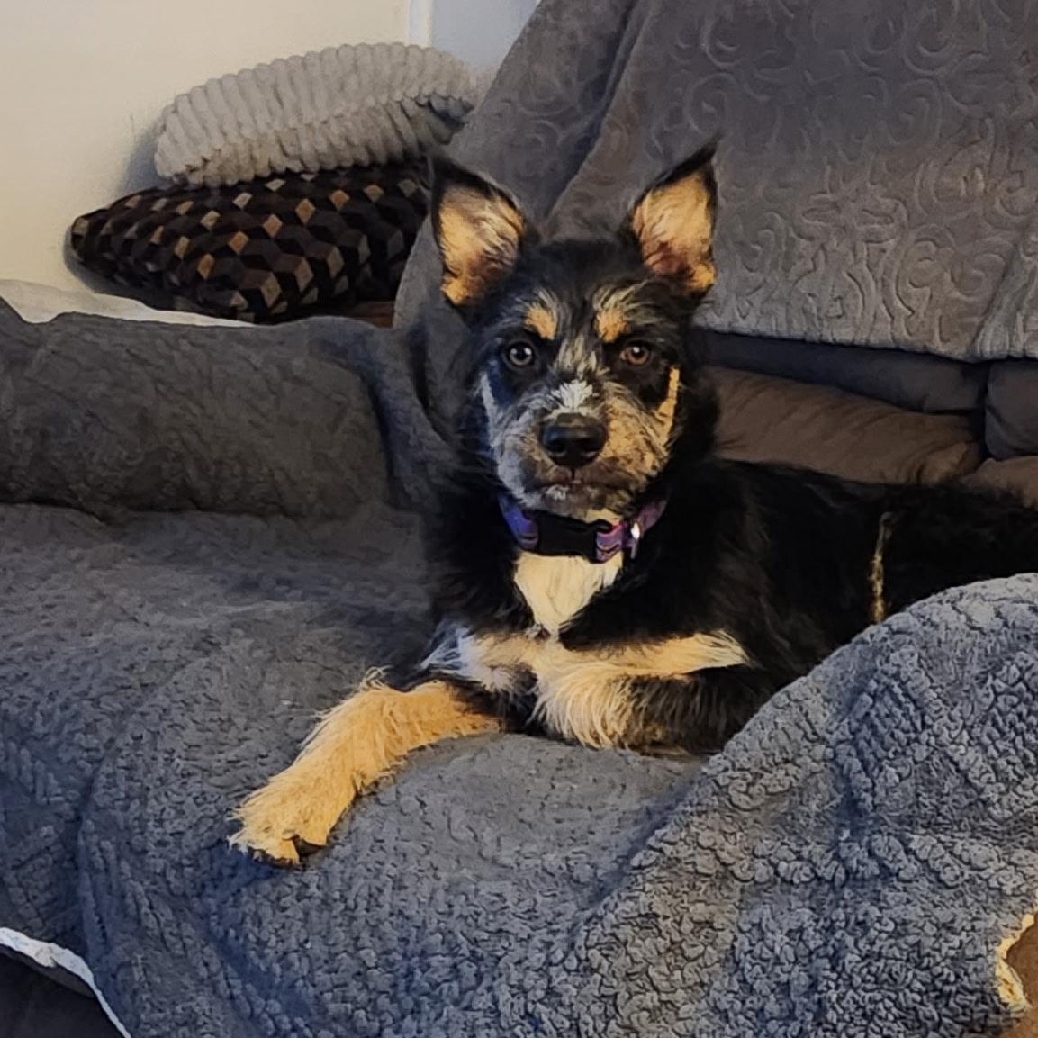 Janet, adoptable, Puppy Female Terrier & Australian Shepherd.