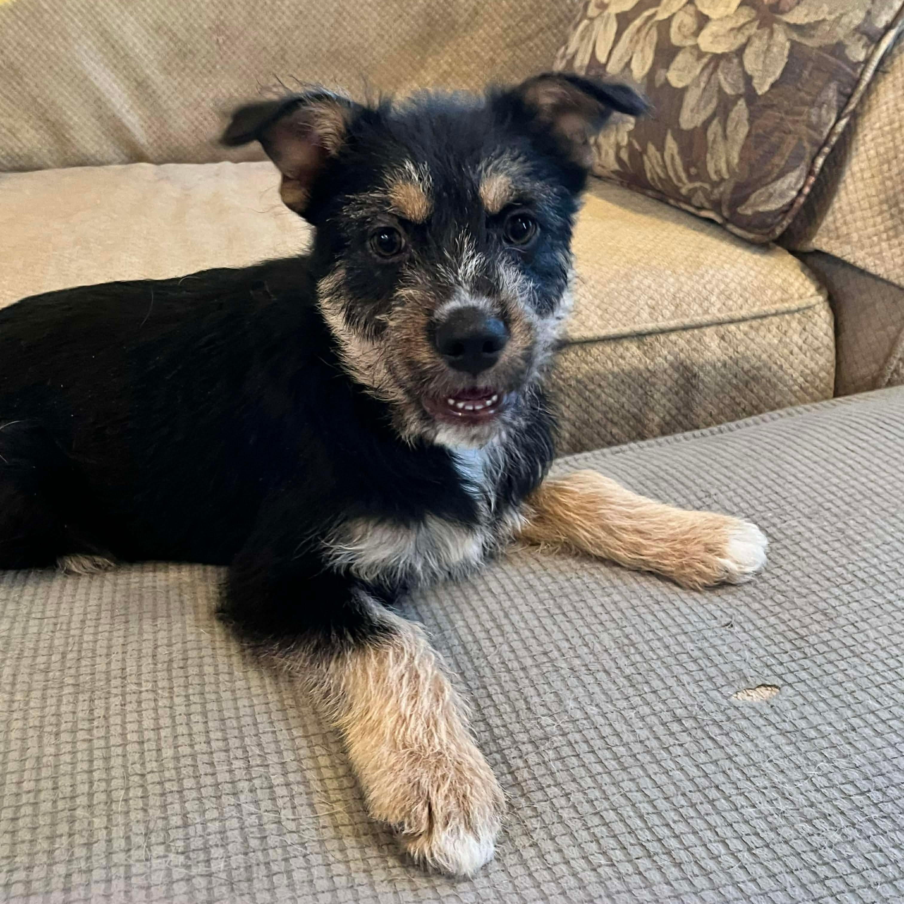 Janet, a Adoptable mixed breed in McHenry, IL image 1/2