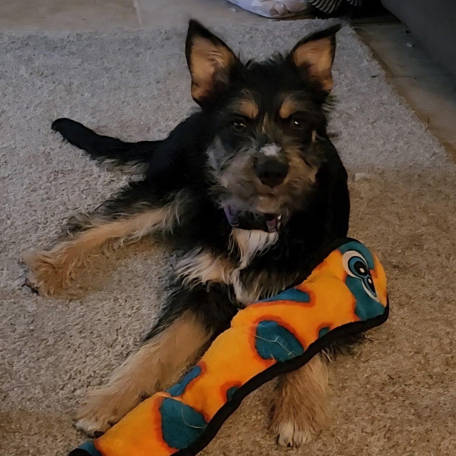 Janet, an adoptable mixed breed in McHenry, IL image 2/4