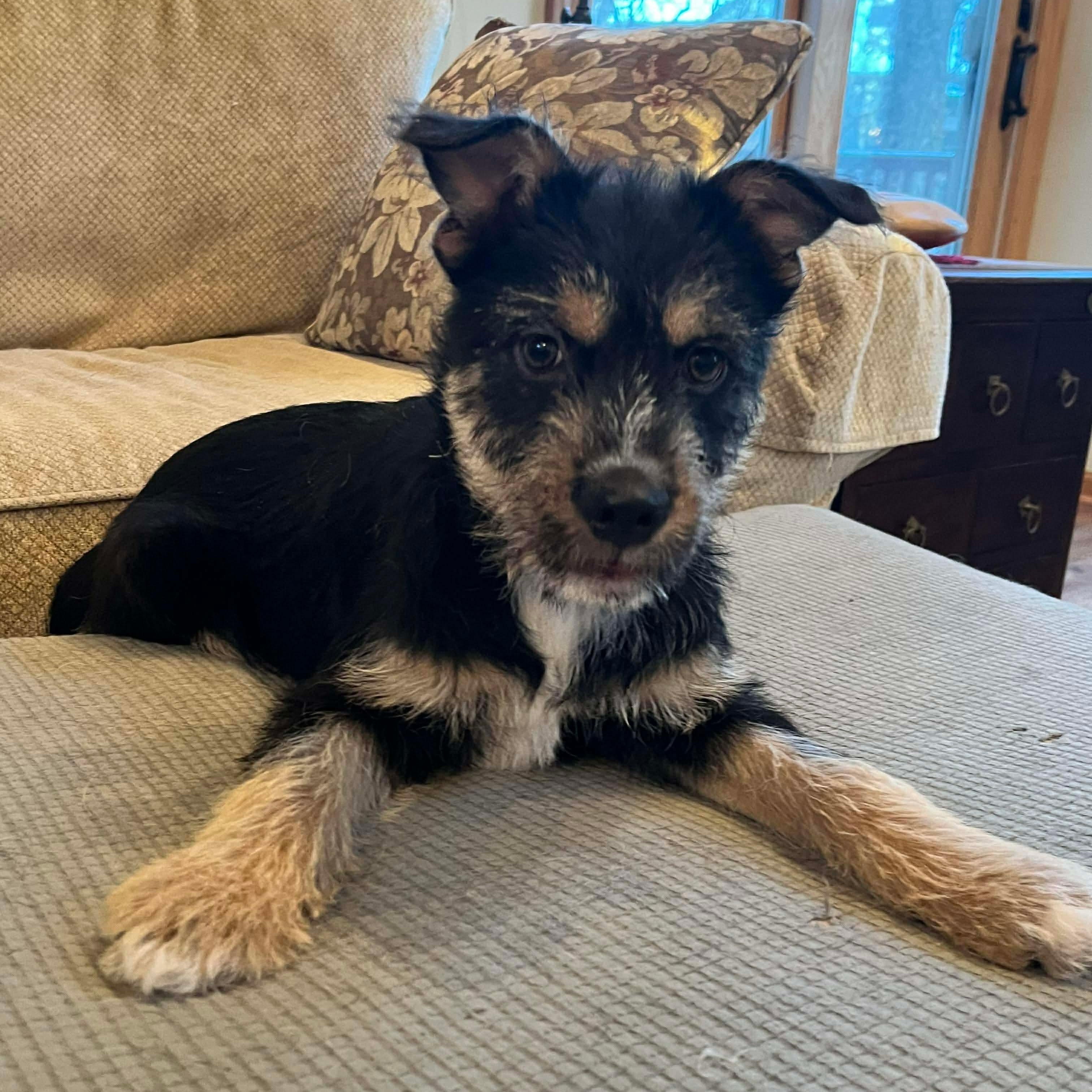 Janet, a Adoptable mixed breed in McHenry, IL image 2/2