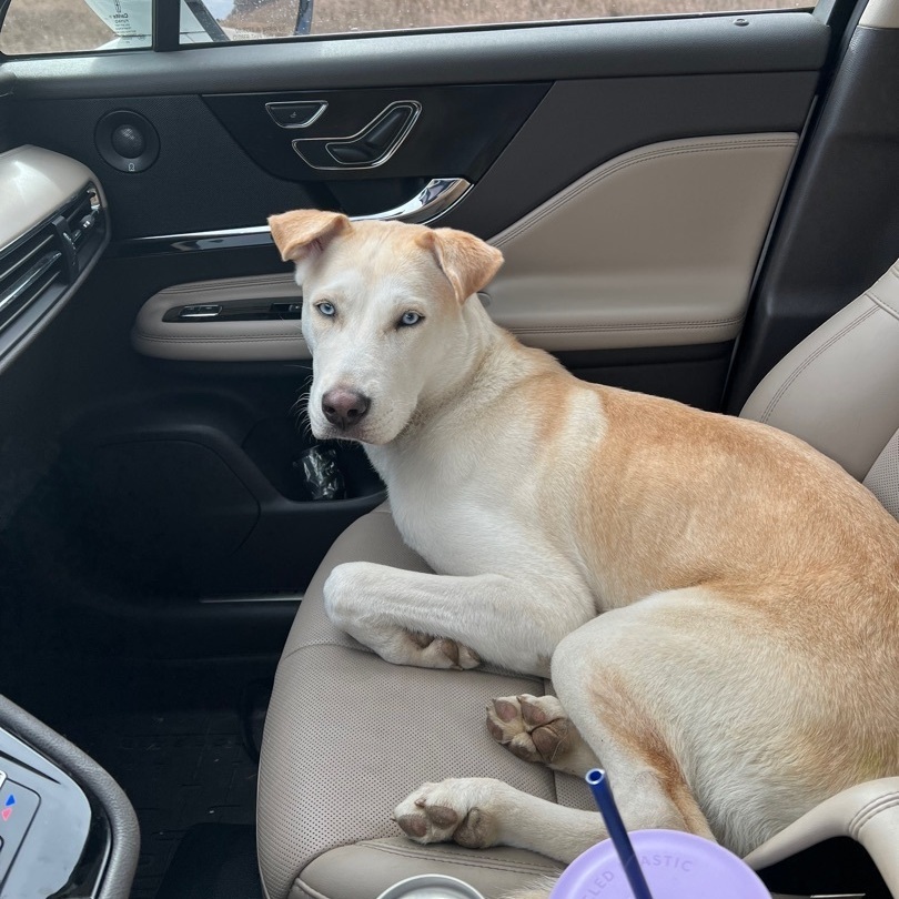 Mochi, a Adopted mixed breed in Mount Carroll, IL image 1/12