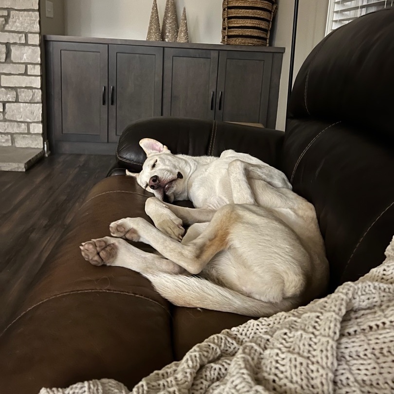 Mochi, a Adopted mixed breed in Mount Carroll, IL image 2/12