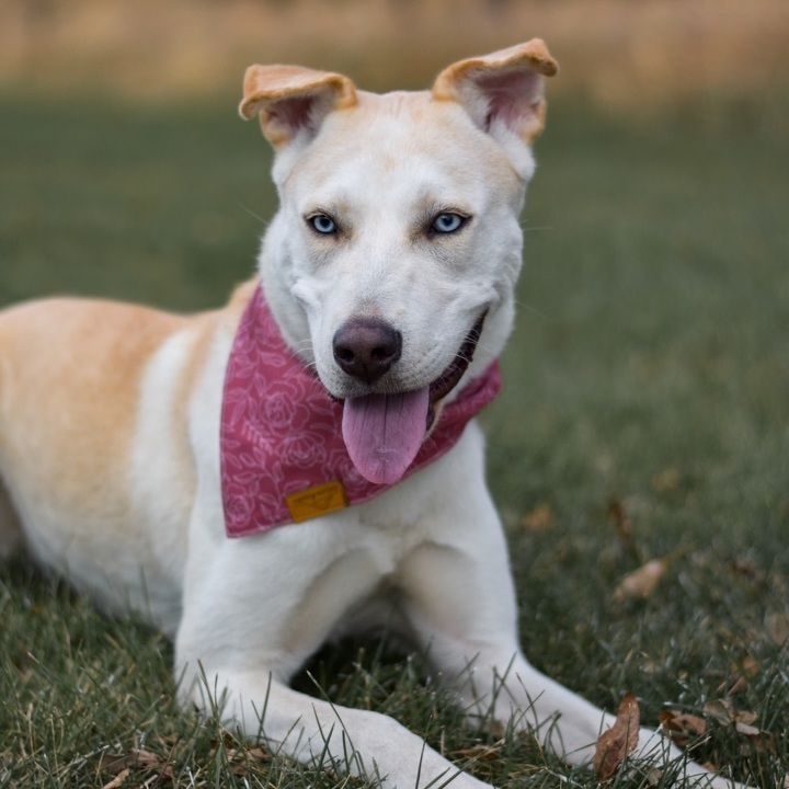 Mochi, a Adopted mixed breed in Mount Carroll, IL image 3/12