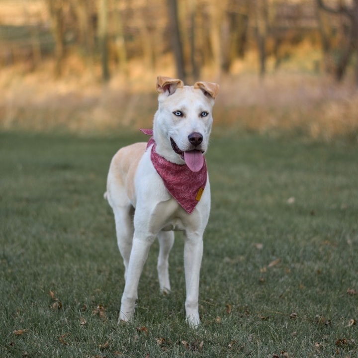 Mochi, a Adopted mixed breed in Mount Carroll, IL image 4/12