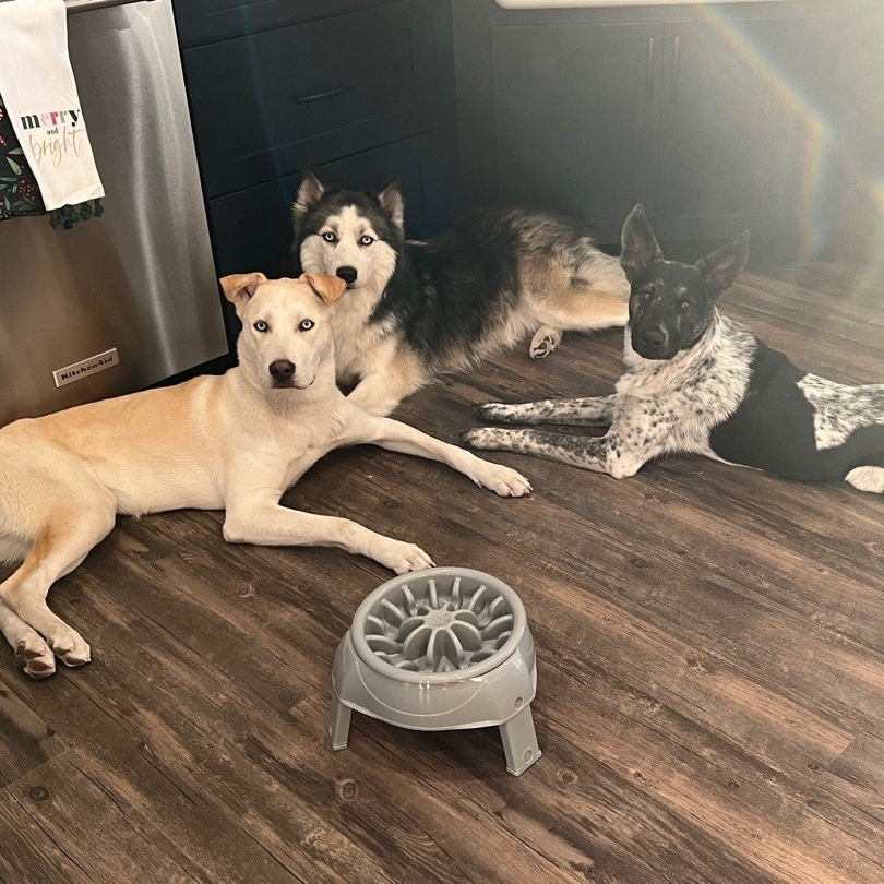 Mochi, a Adopted mixed breed in Mount Carroll, IL image 5/12