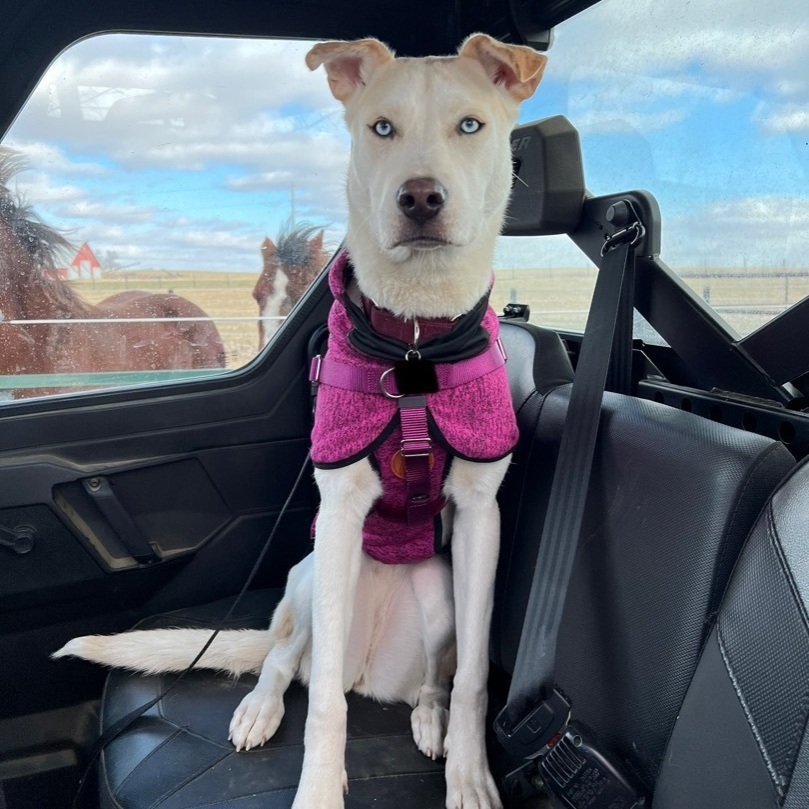 Mochi, a Adopted mixed breed in Mount Carroll, IL image 6/12