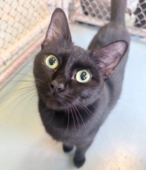 Pythia, Adoptable, Young Female Domestic Short Hair.