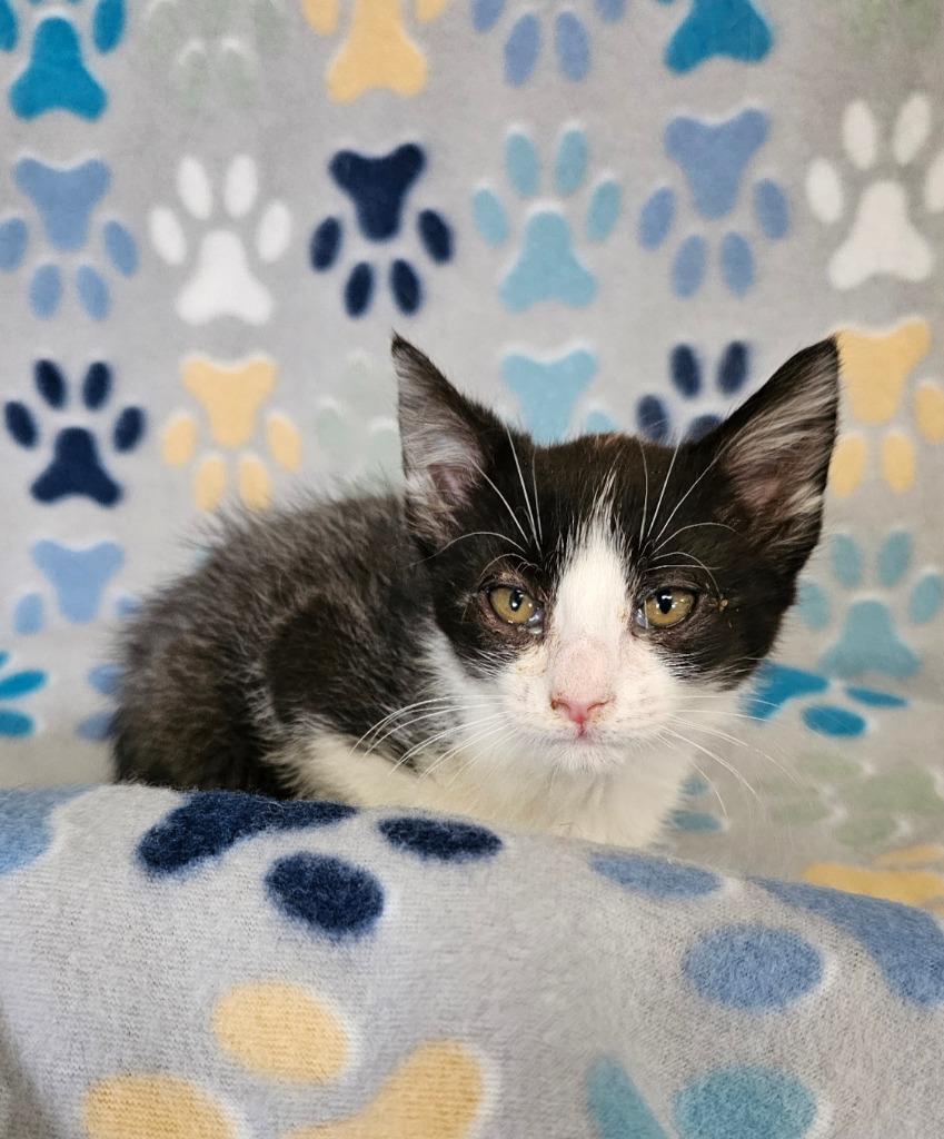 Reed, Adoptable, Kitten Male Domestic Short Hair.
