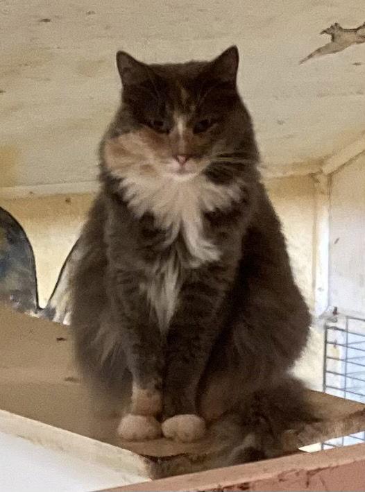 Croissant - Barn Cat, Adoptable, Adult Female Dilute Calico.
