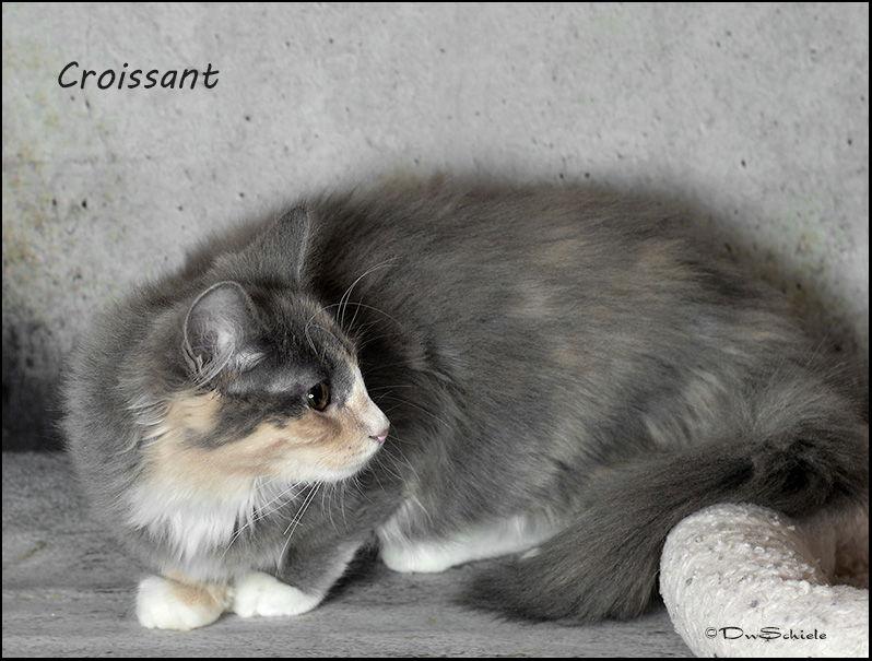 Croissant - Barn Cat, a Adoptable Dilute Calico in Trexlertown, PA image 3/6