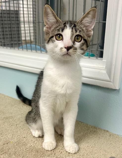 Enlarge Dallas, a Adoptable Tabby in West Hills, CA image 1/3