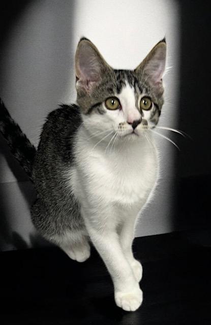Enlarge Dallas, a Adoptable Tabby in West Hills, CA image 3/3