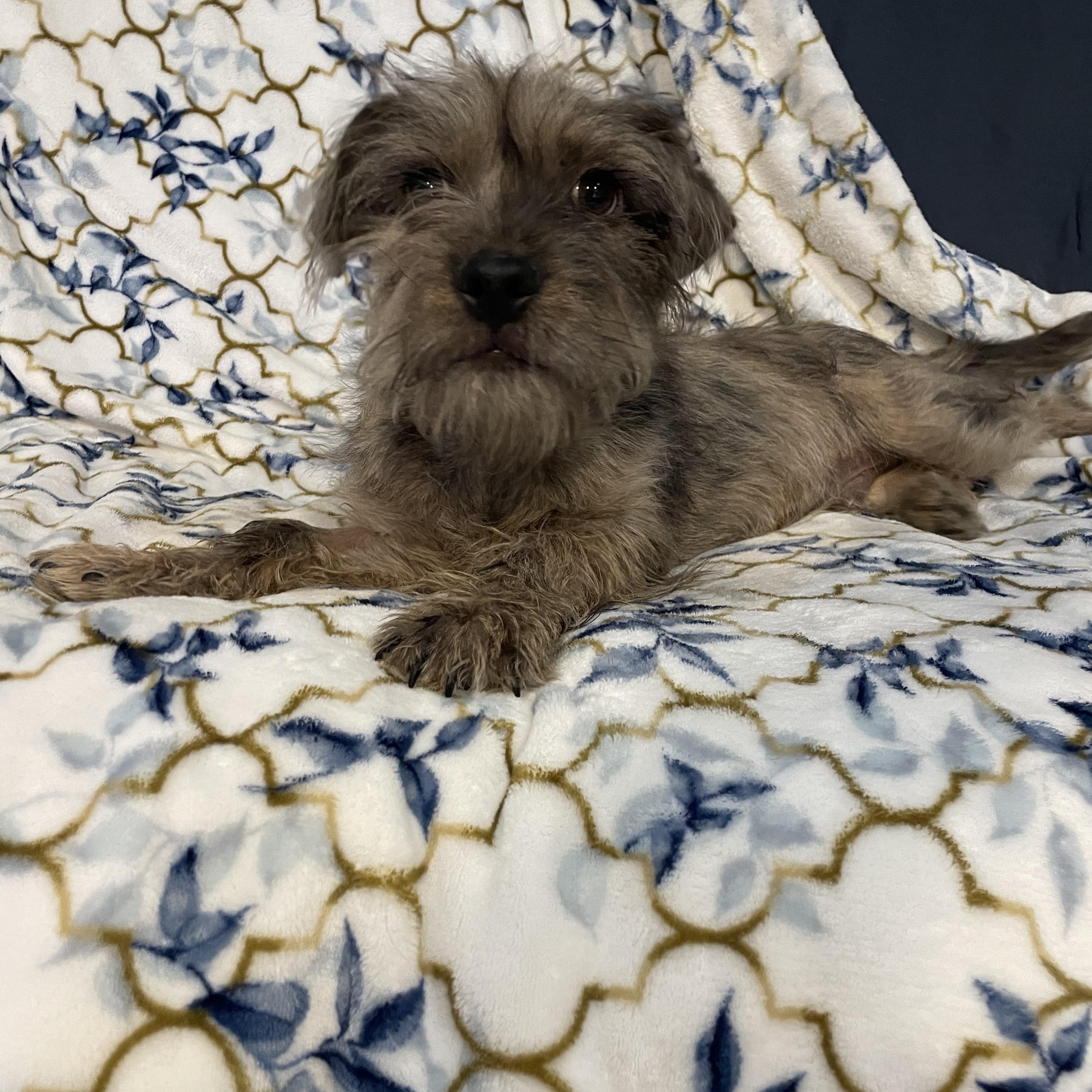Shaggy , an adopted mixed breed in Phoenix, AZ image 4/4