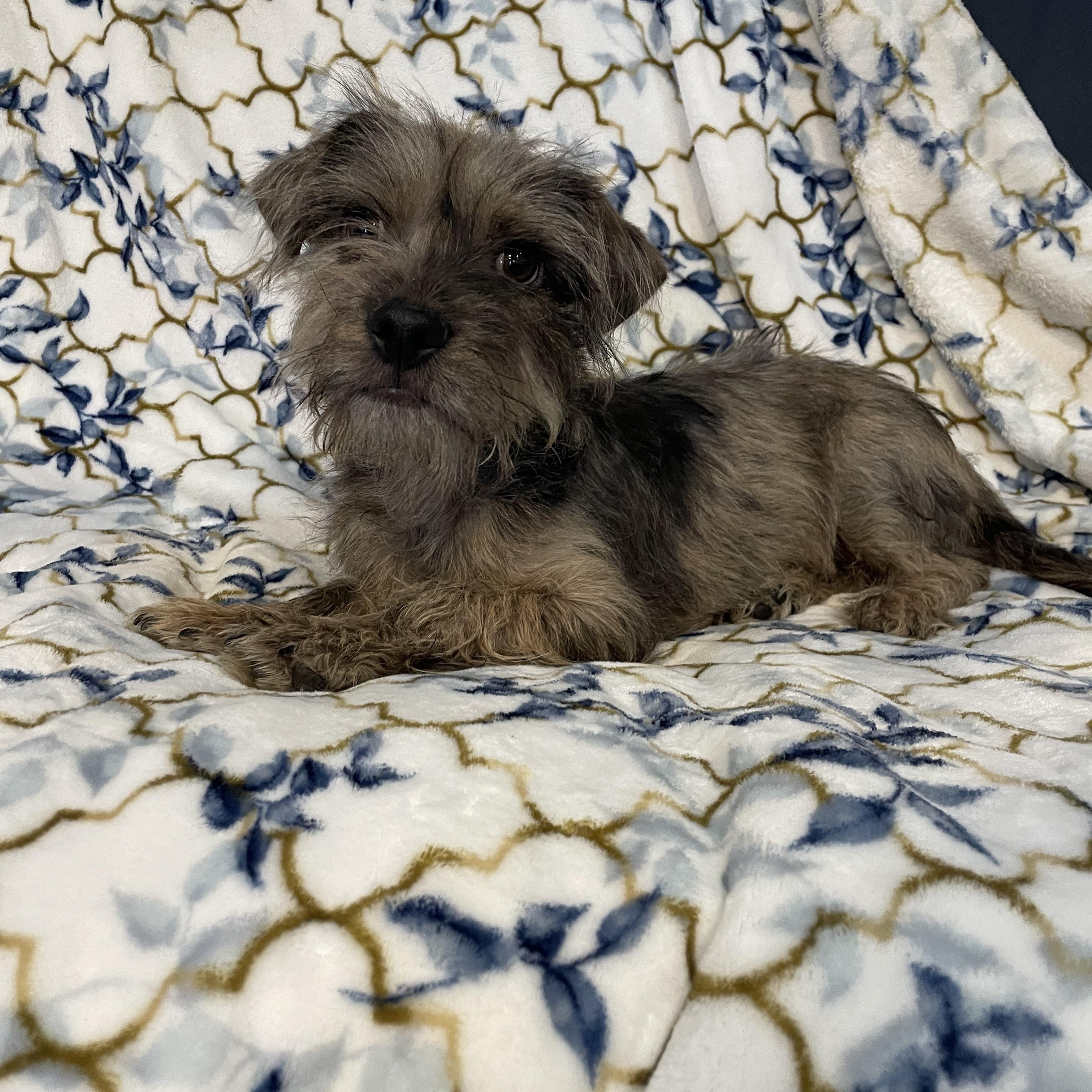 Shaggy , an adopted mixed breed in Phoenix, AZ image 2/4
