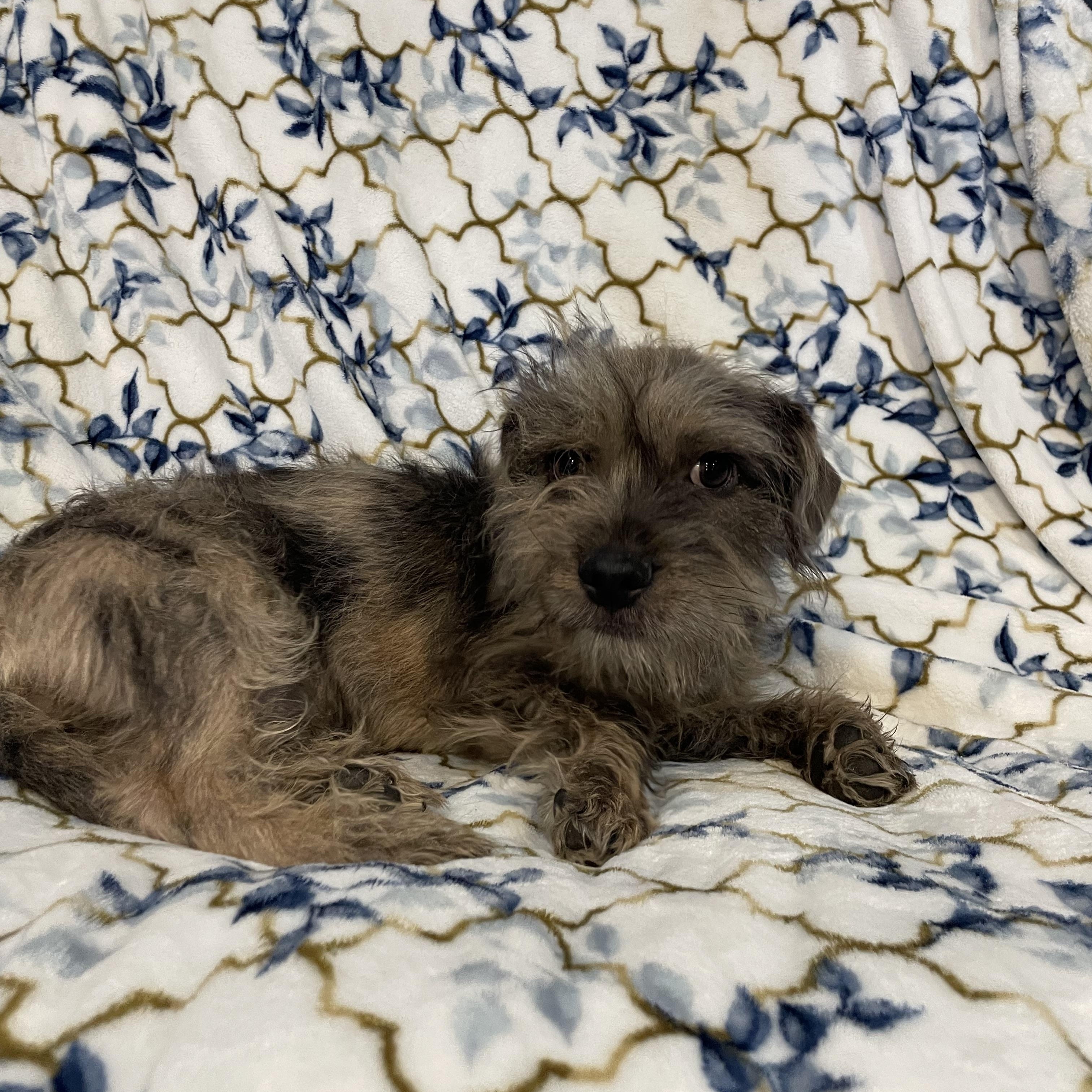 Shaggy , an adopted mixed breed in Phoenix, AZ image 3/4