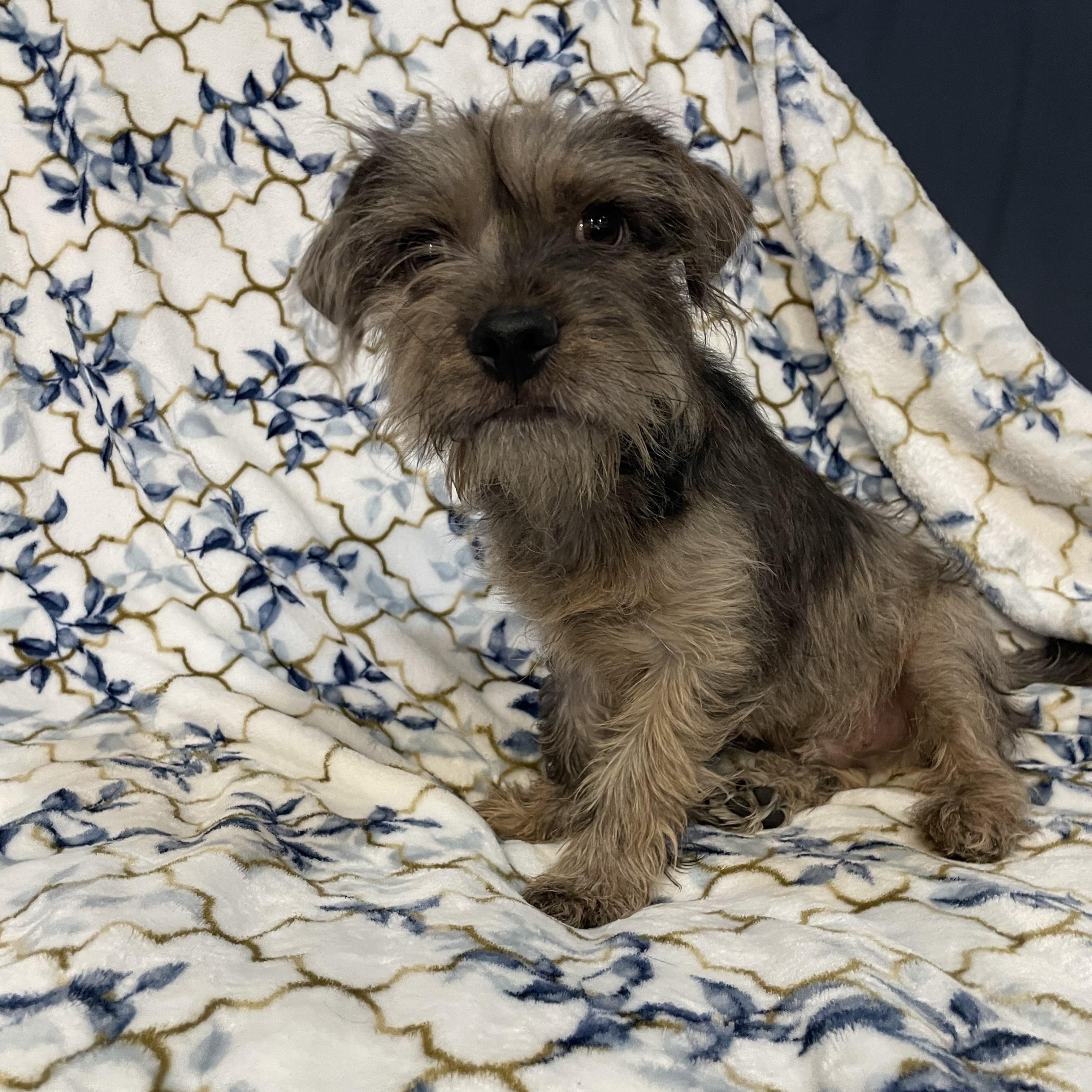 Shaggy , adopted, Young Male Norfolk Terrier & Schnoodle.