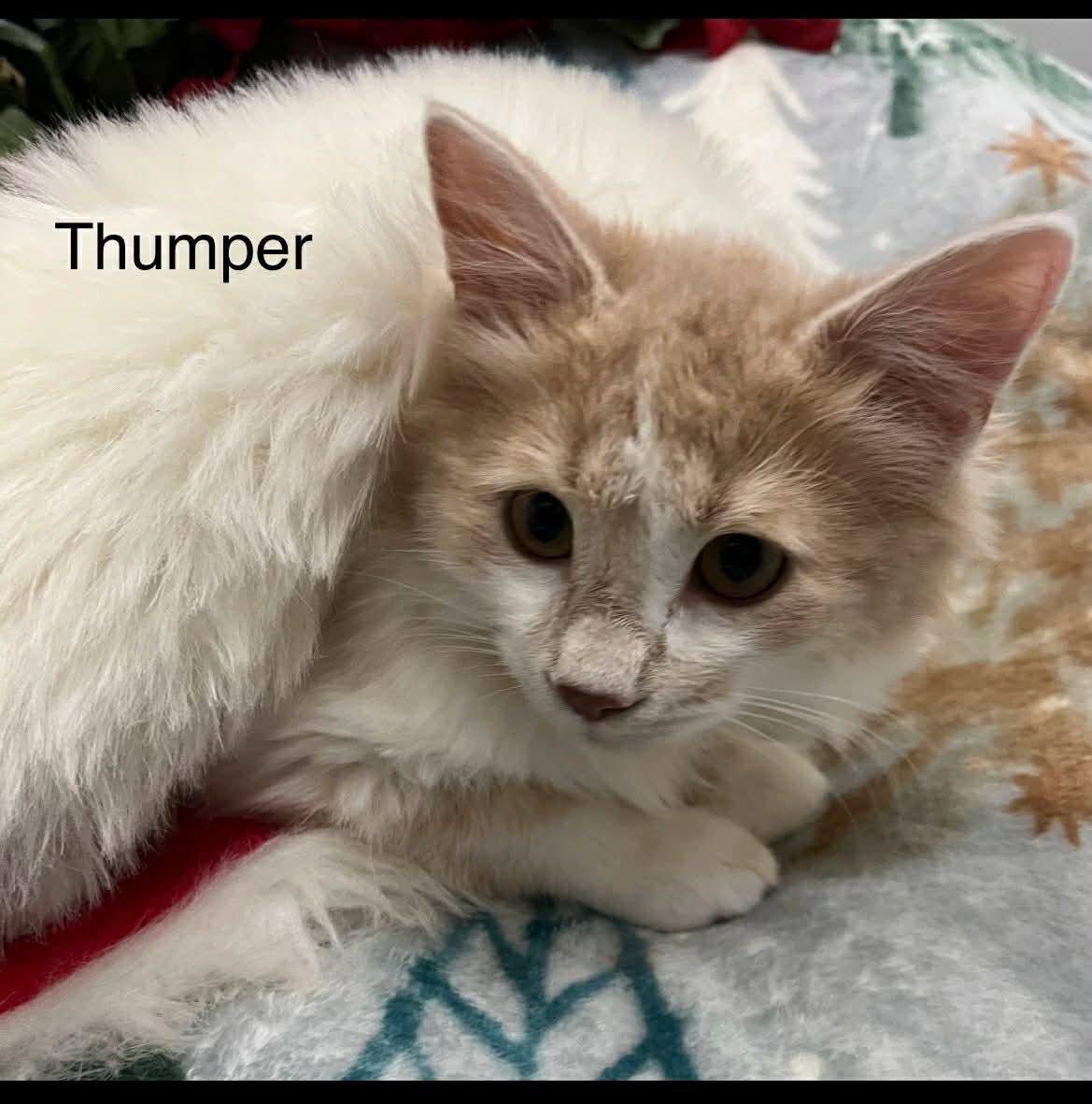 Thumper thumbnail 5