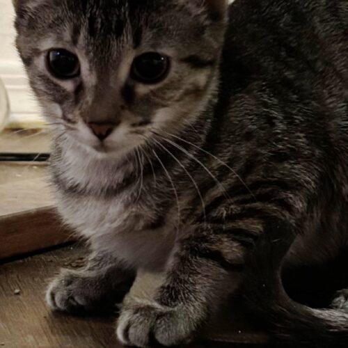 Mia, Adoptable, Kitten Female Tabby & Domestic Short Hair.