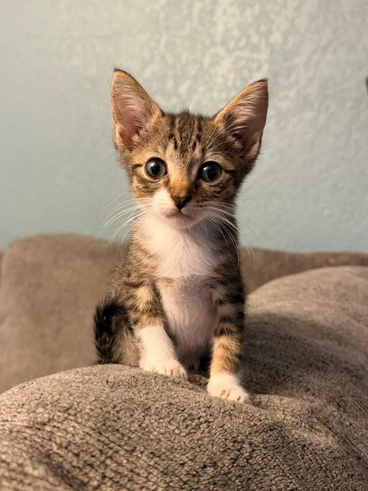 Enlarge Onyx, a ADOPTABLE Domestic Short Hair in Tampa, FL image 3/3